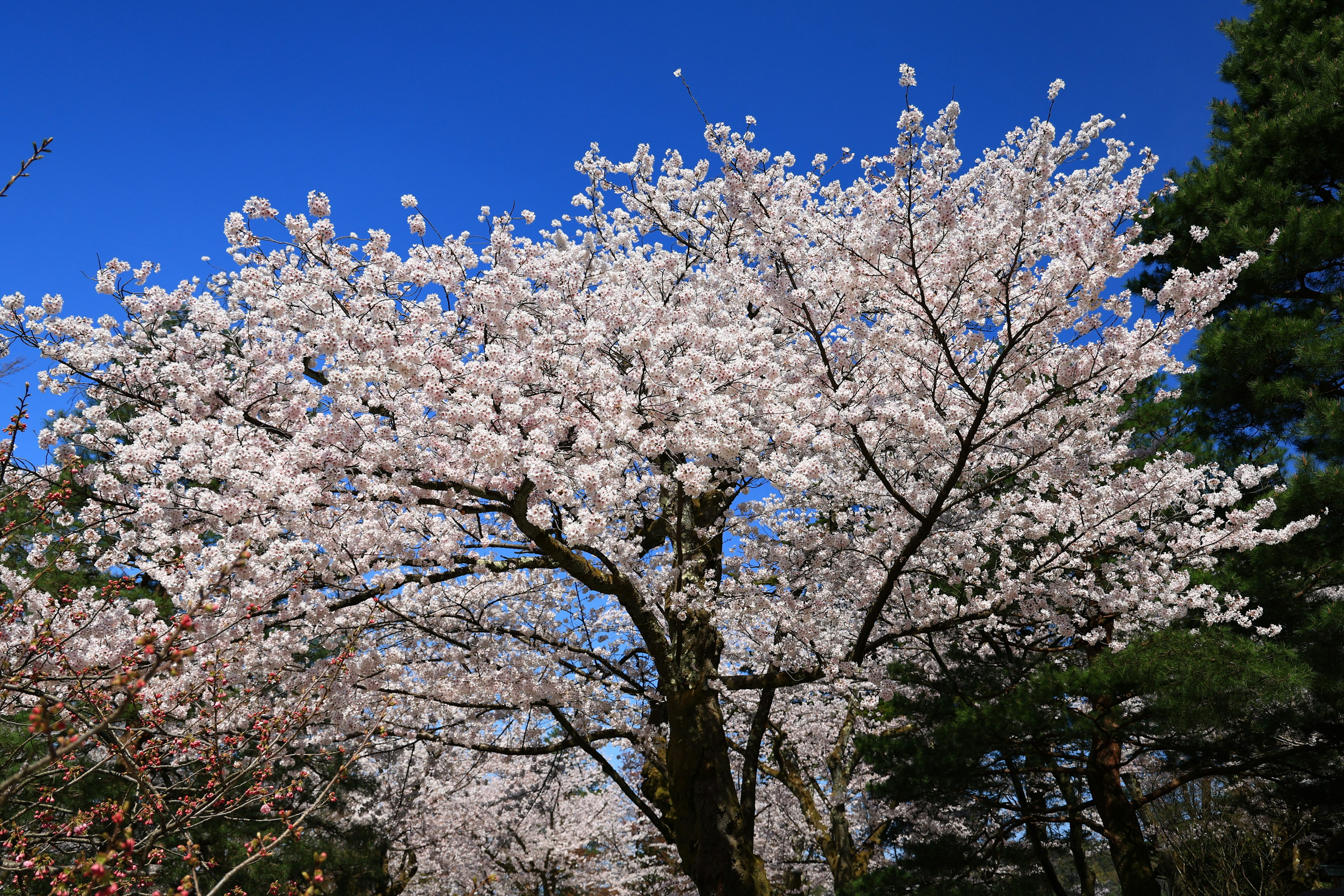 Beautiful cherry blossom tree in full bloom under a blue sky