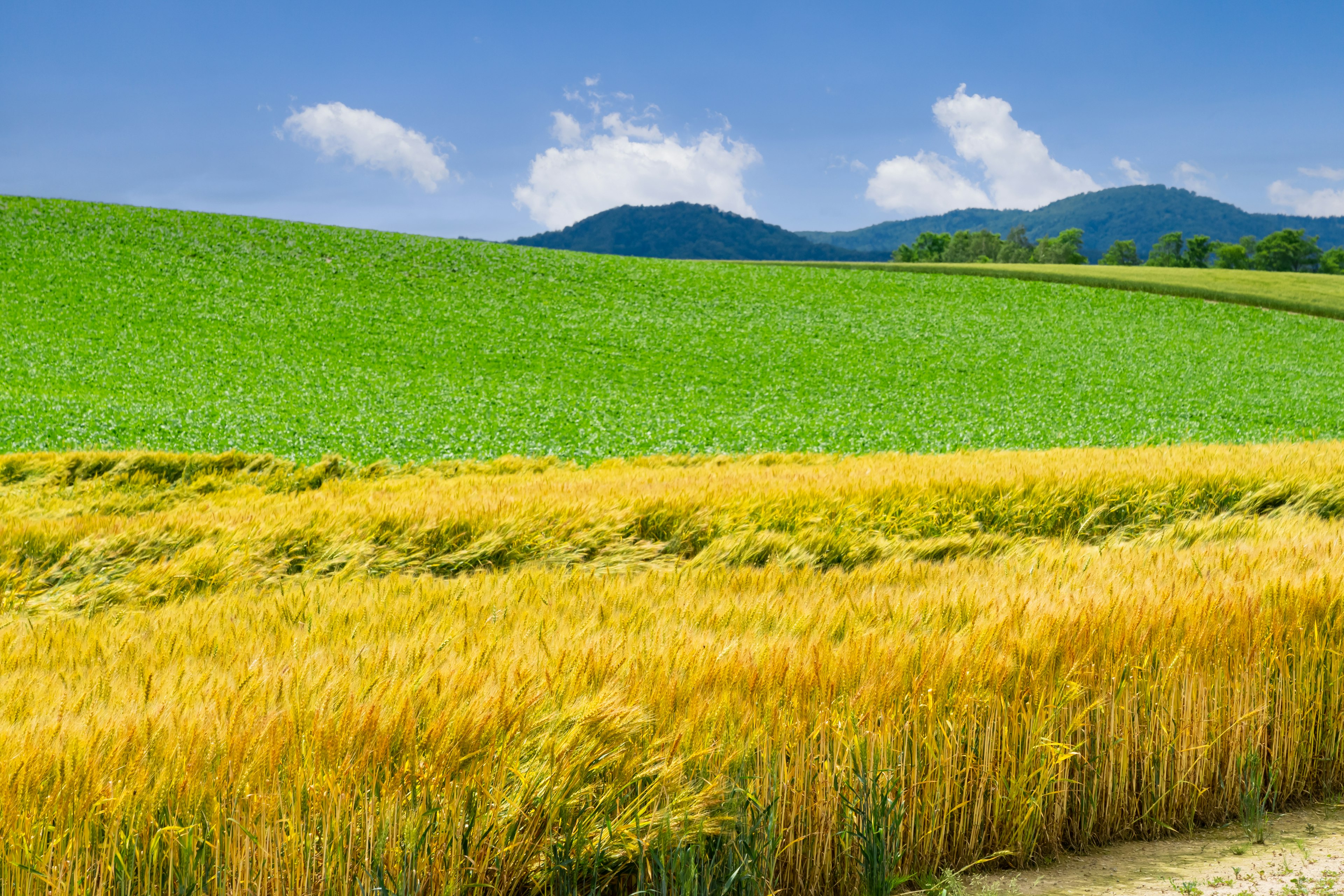 Un paesaggio con campi di erba verde e campi di grano dorato con cielo blu e montagne sullo sfondo