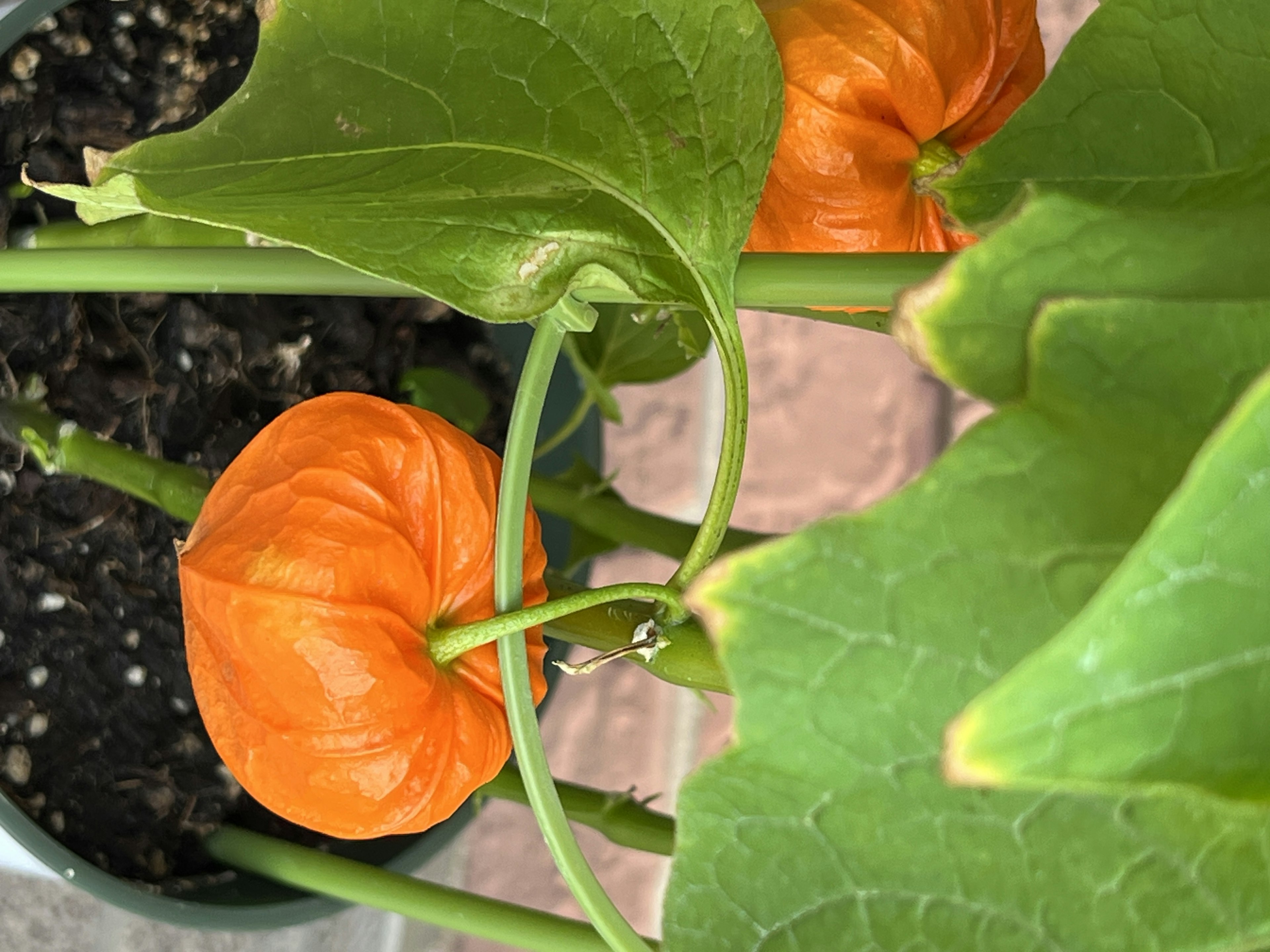 Foto de una planta con frutos de physalis naranjas y hojas verdes