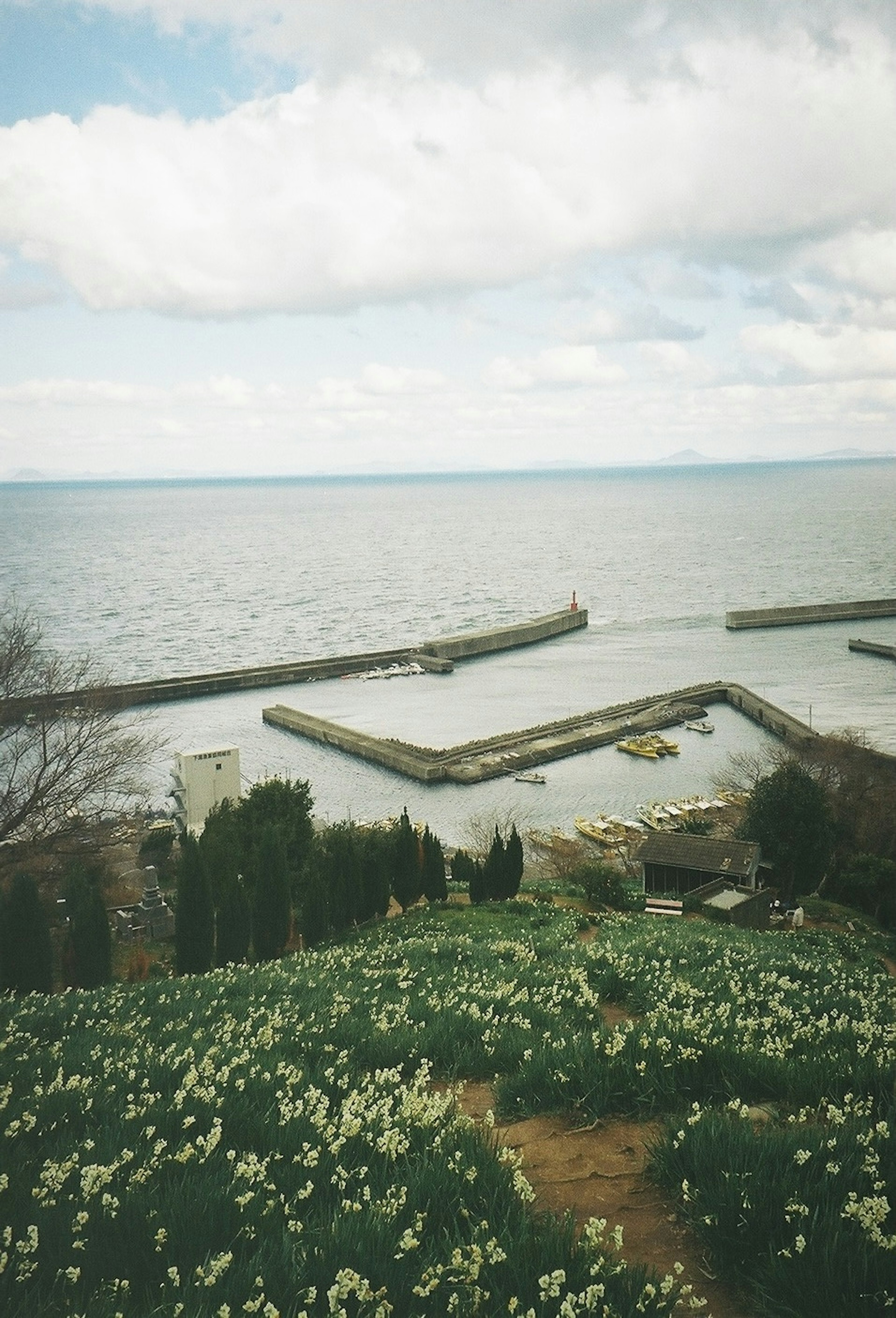 Hermosa vista de flores en flor con vista al mar y al puerto