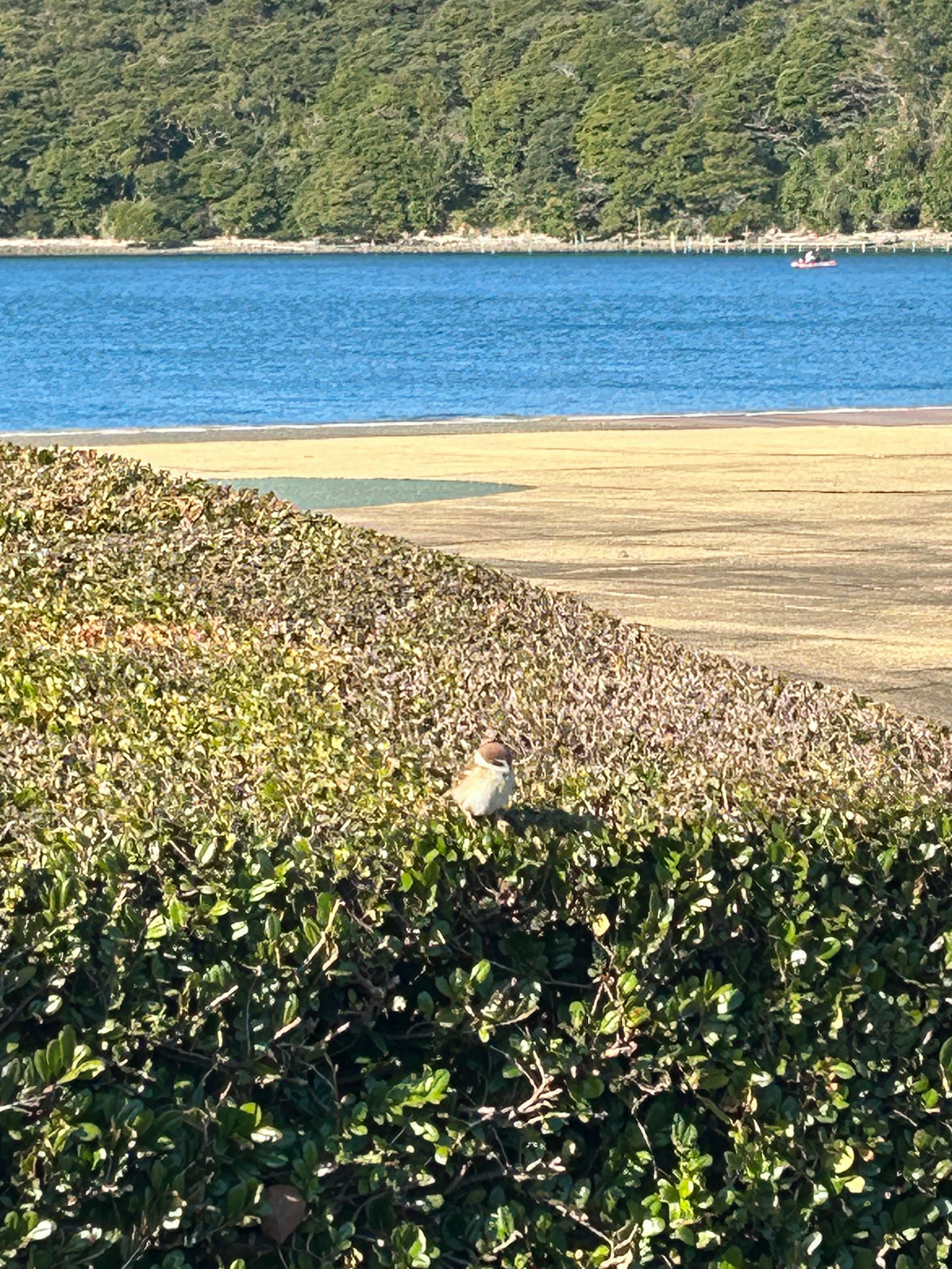 藍色水面和沙灘的景色，前景有綠色灌木