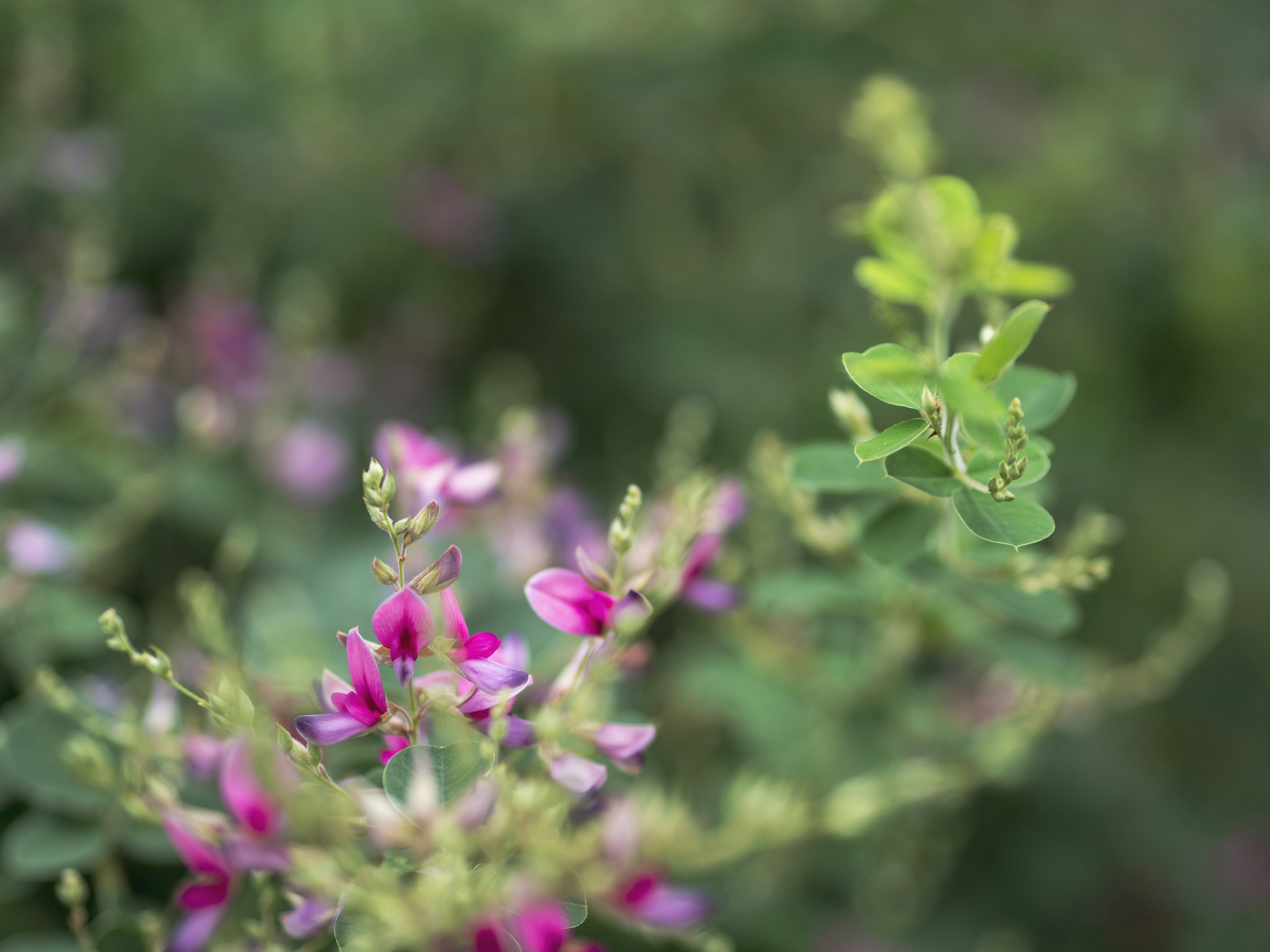 Purple flowers and fresh green leaves against a blurred green background