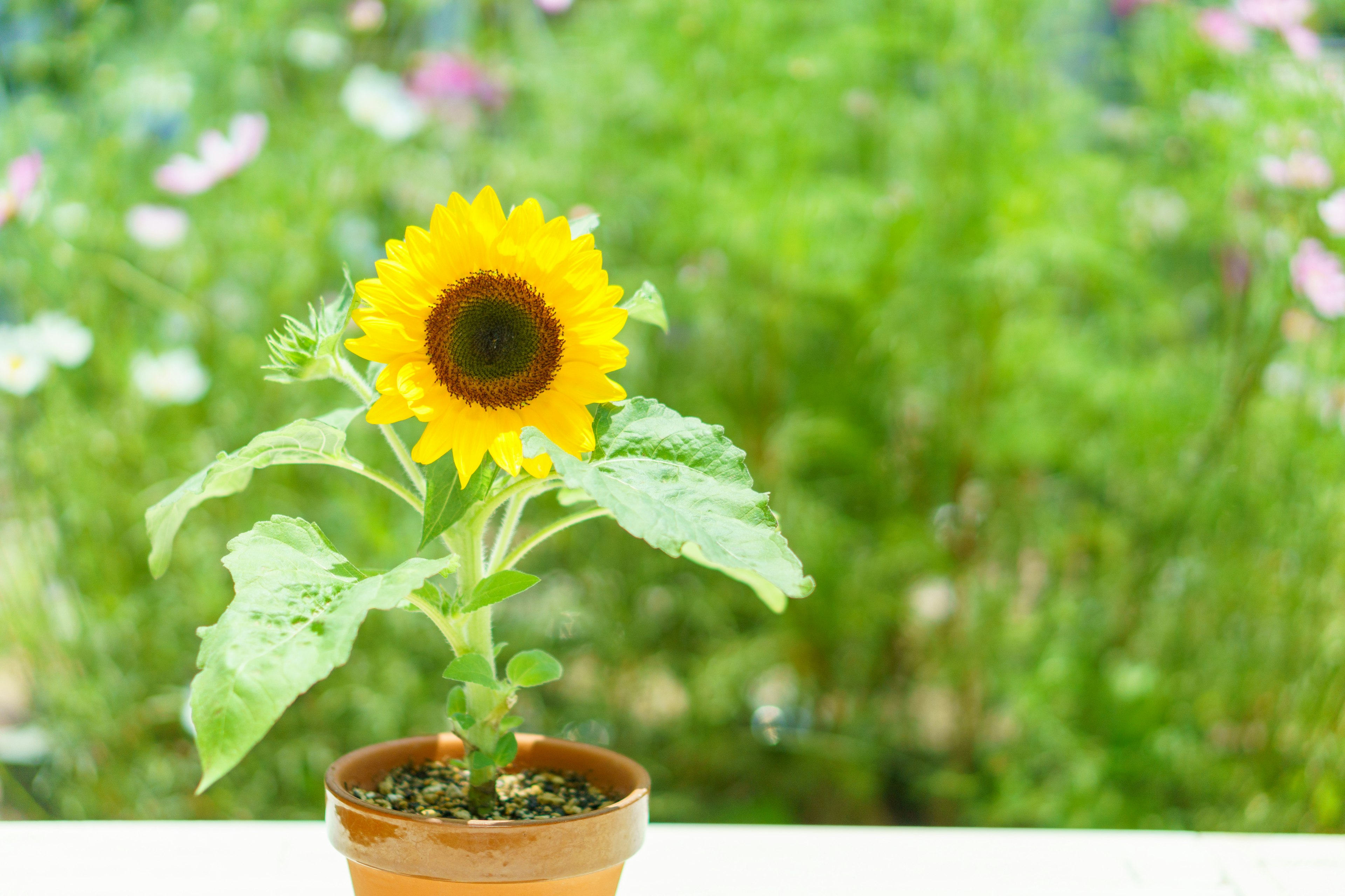 Potted sunflower flower with green background