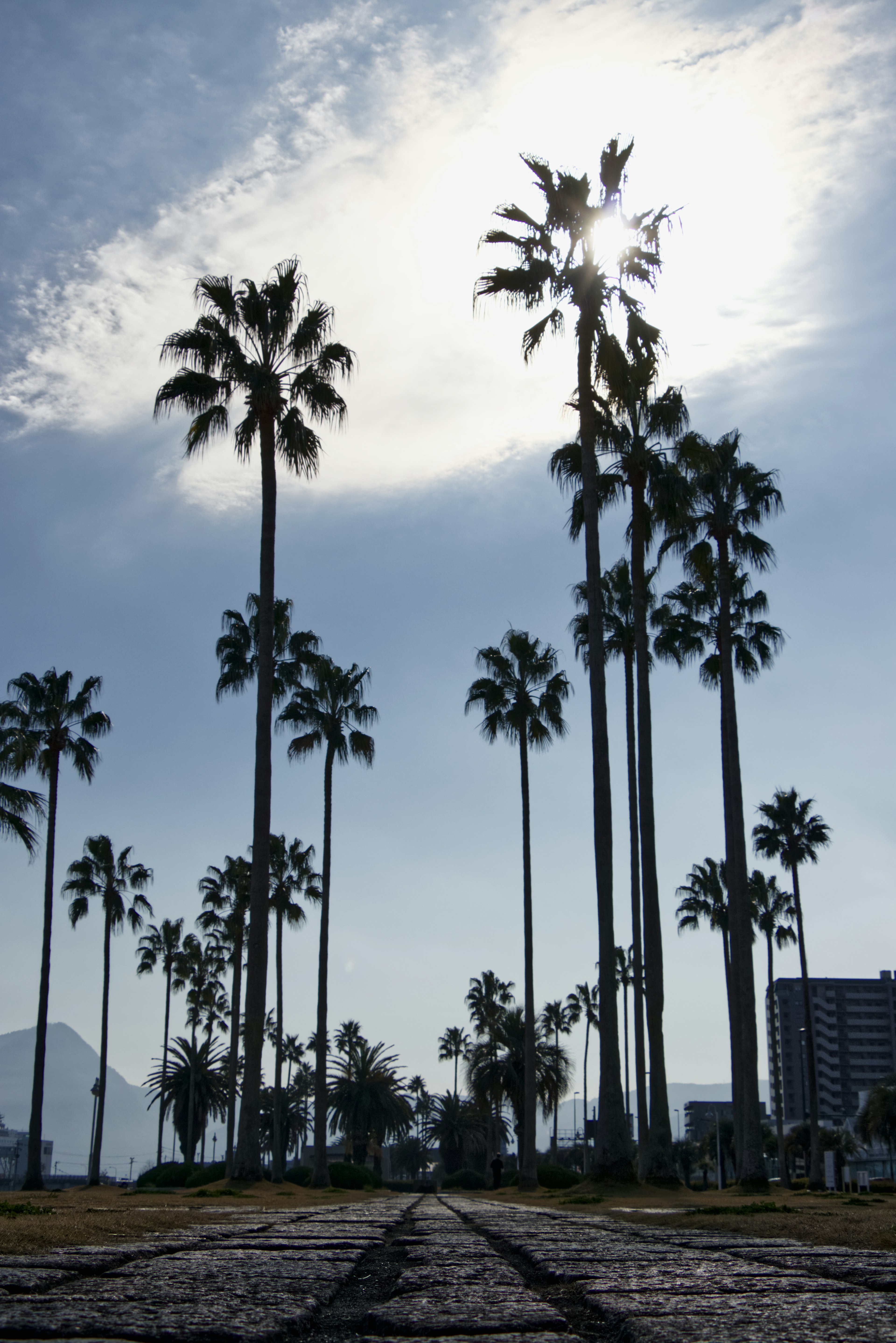 Tall palm trees silhouetted against a bright sky with clouds