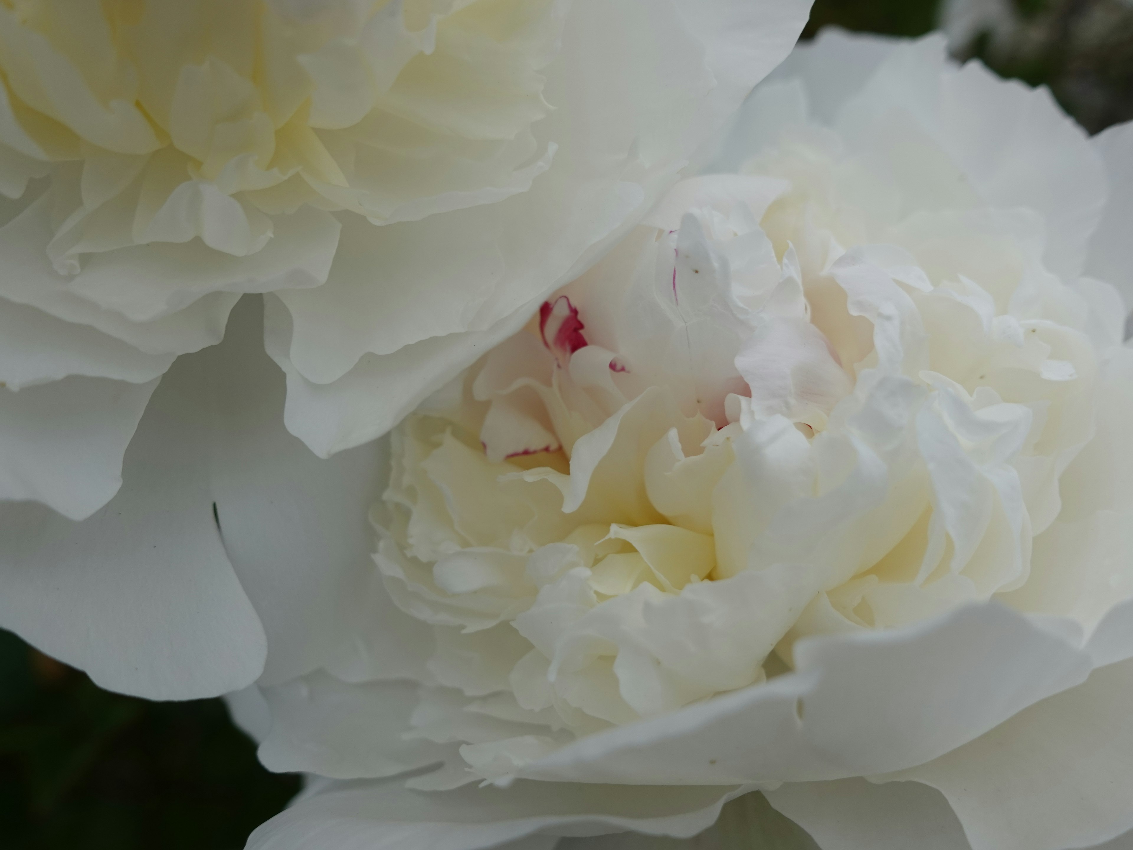 Bellissimi fiori di peonia bianchi con petali sovrapposti