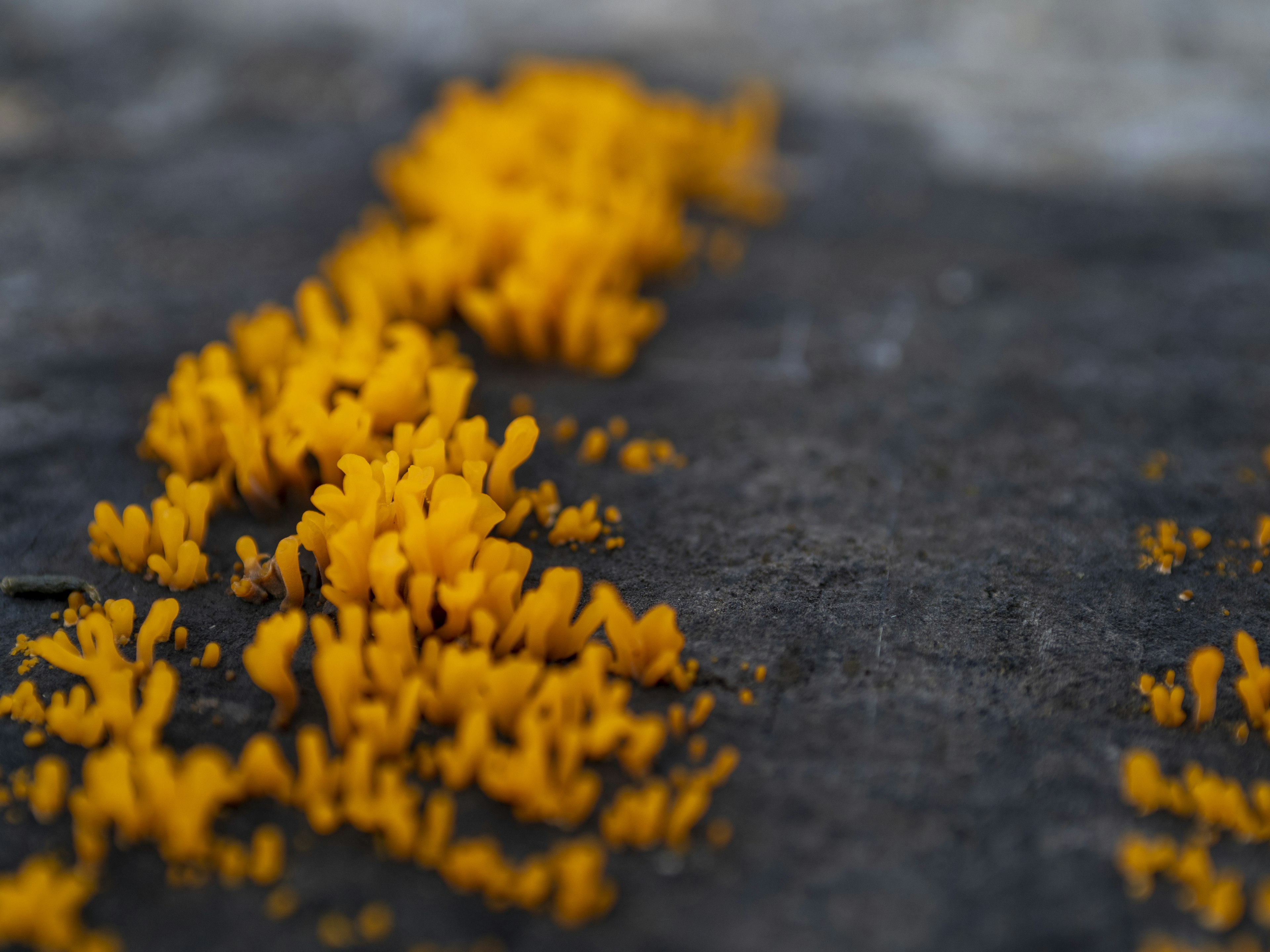 Yellow fungi growing on a rocky surface