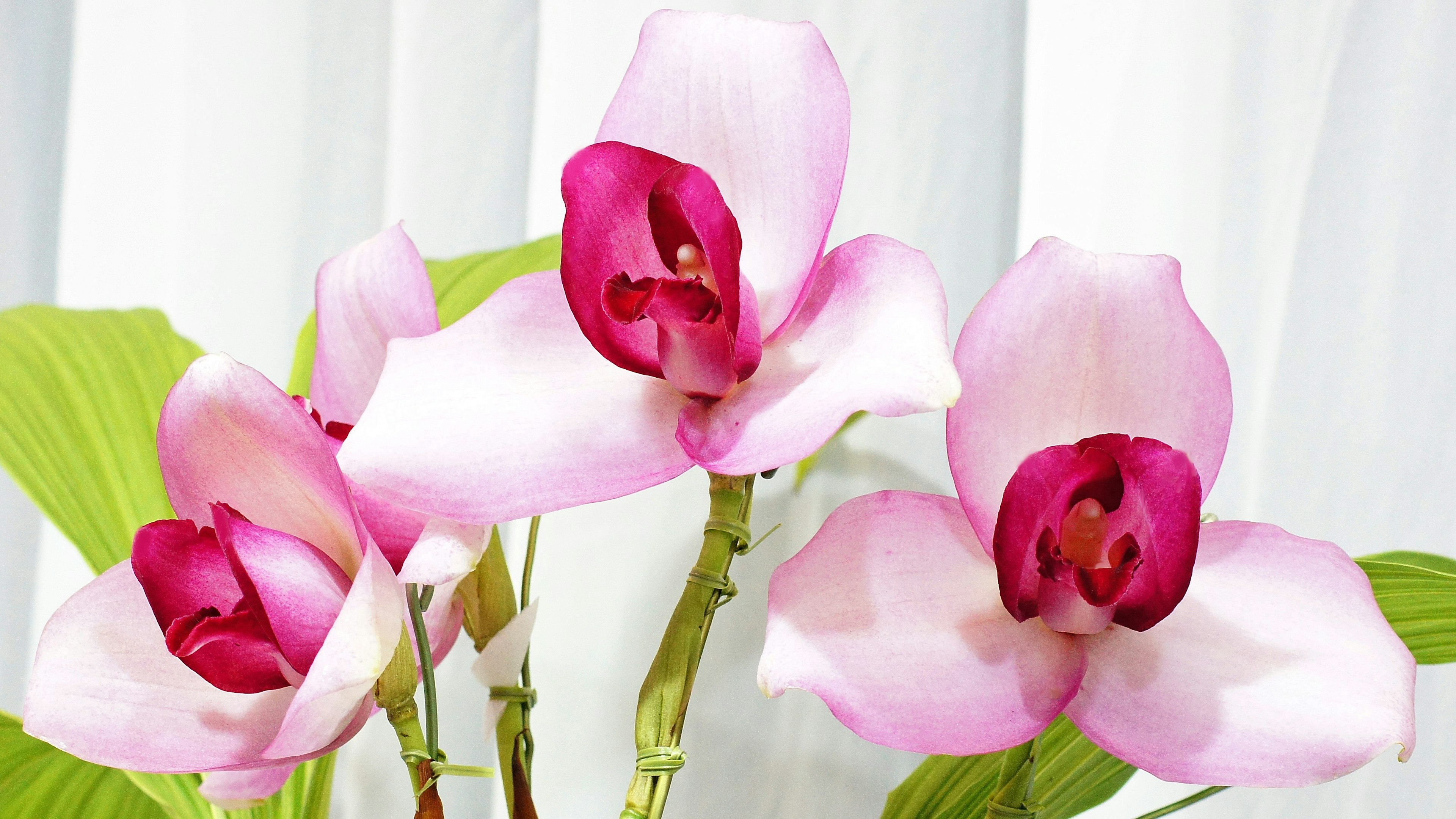 Flores de orquídeas con pétalos rosas en flor