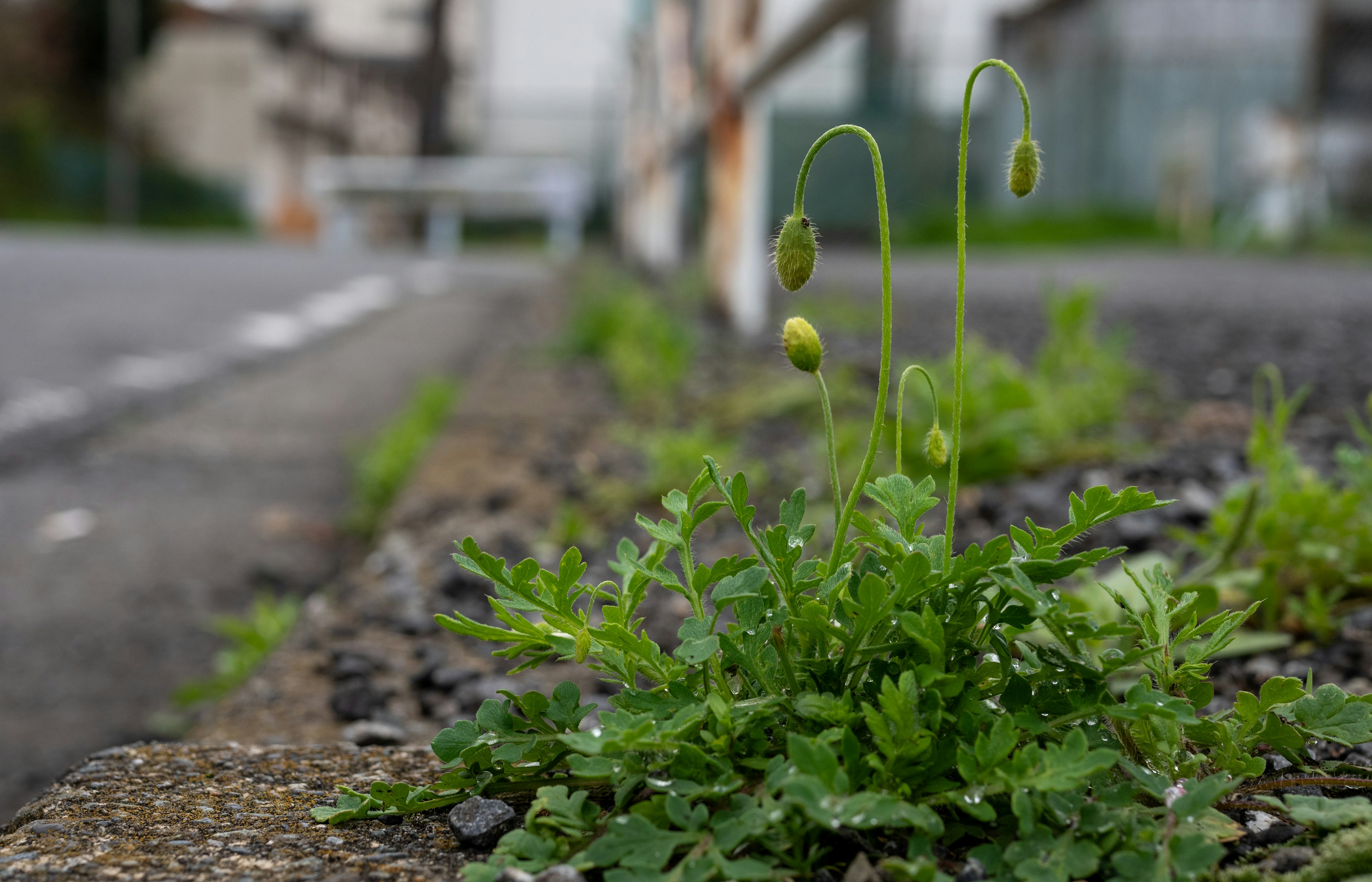 Erba verde e boccioli che crescono accanto alla strada