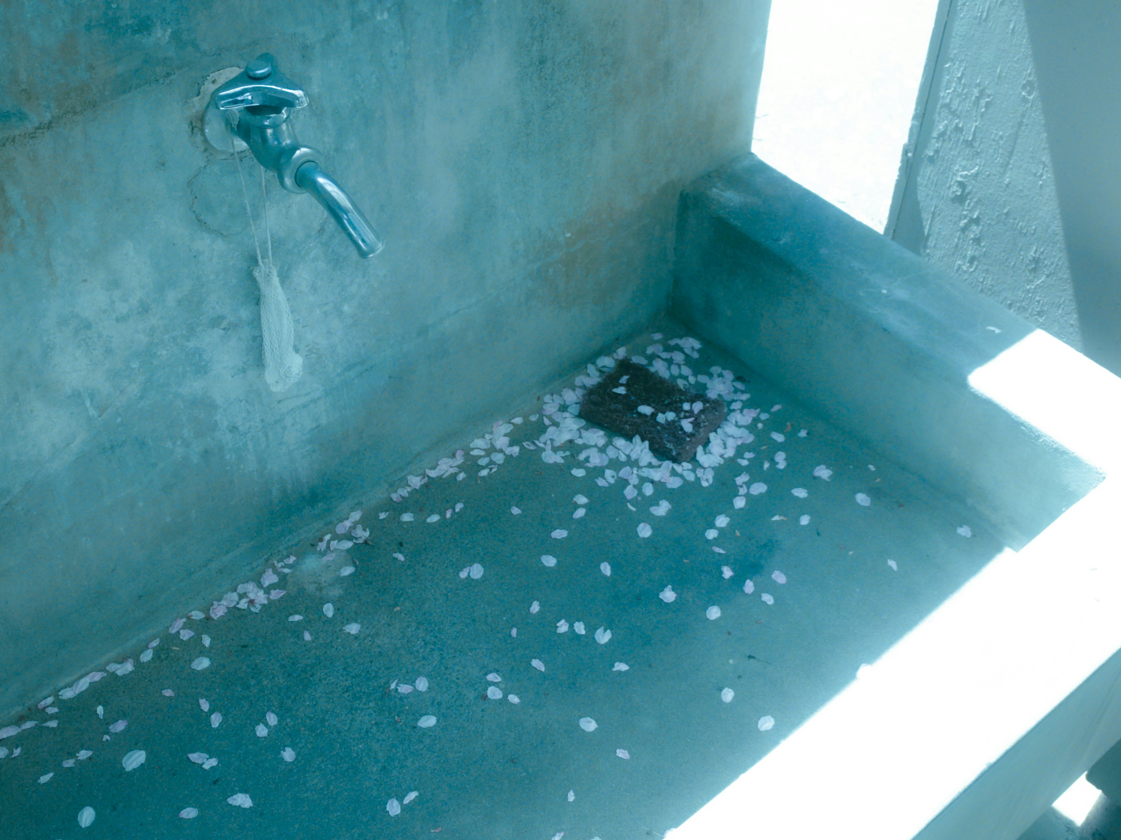 Simple wash basin scene with cherry blossom petals floating in water