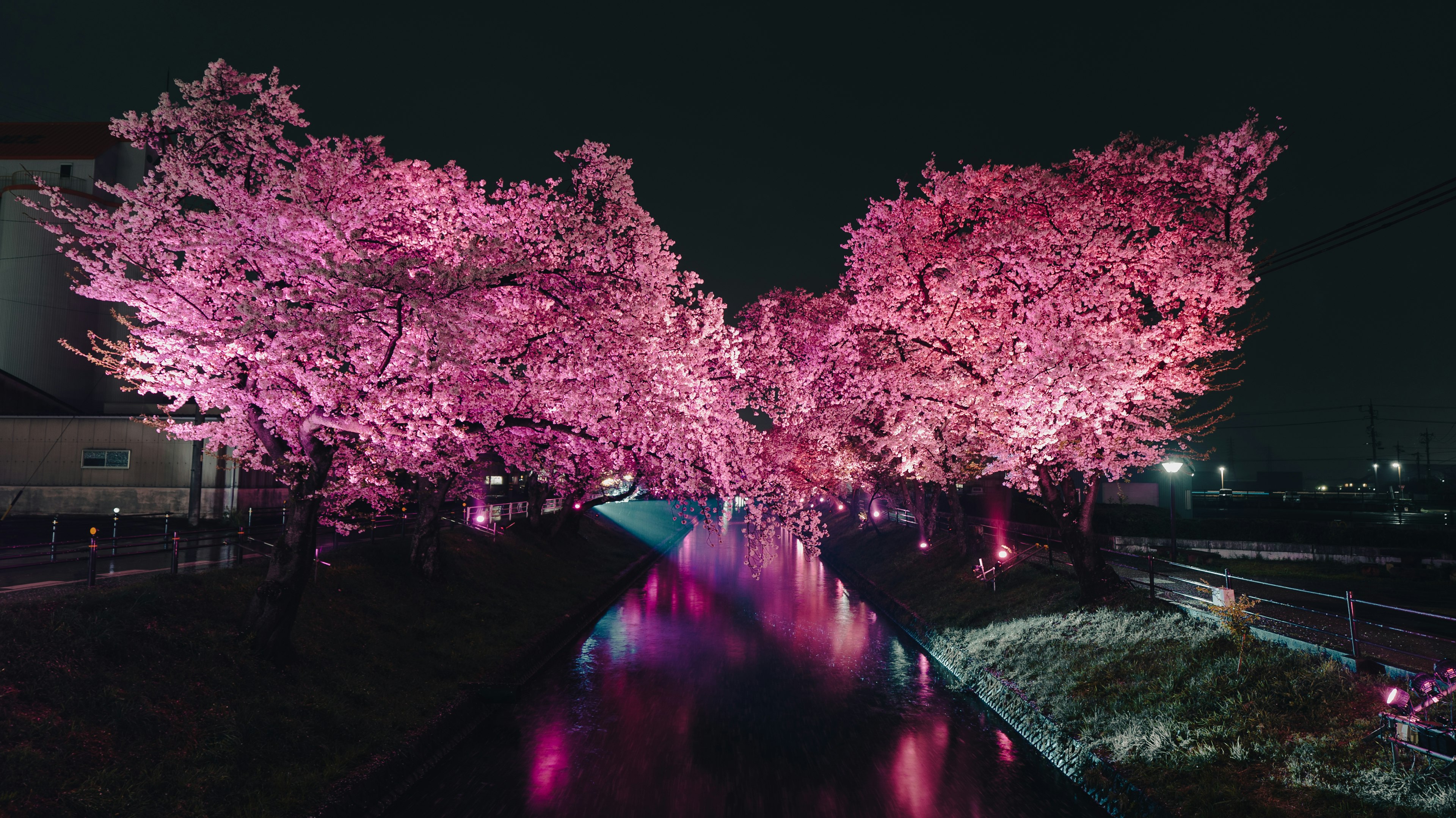 Beautiful cherry blossoms at night along a river