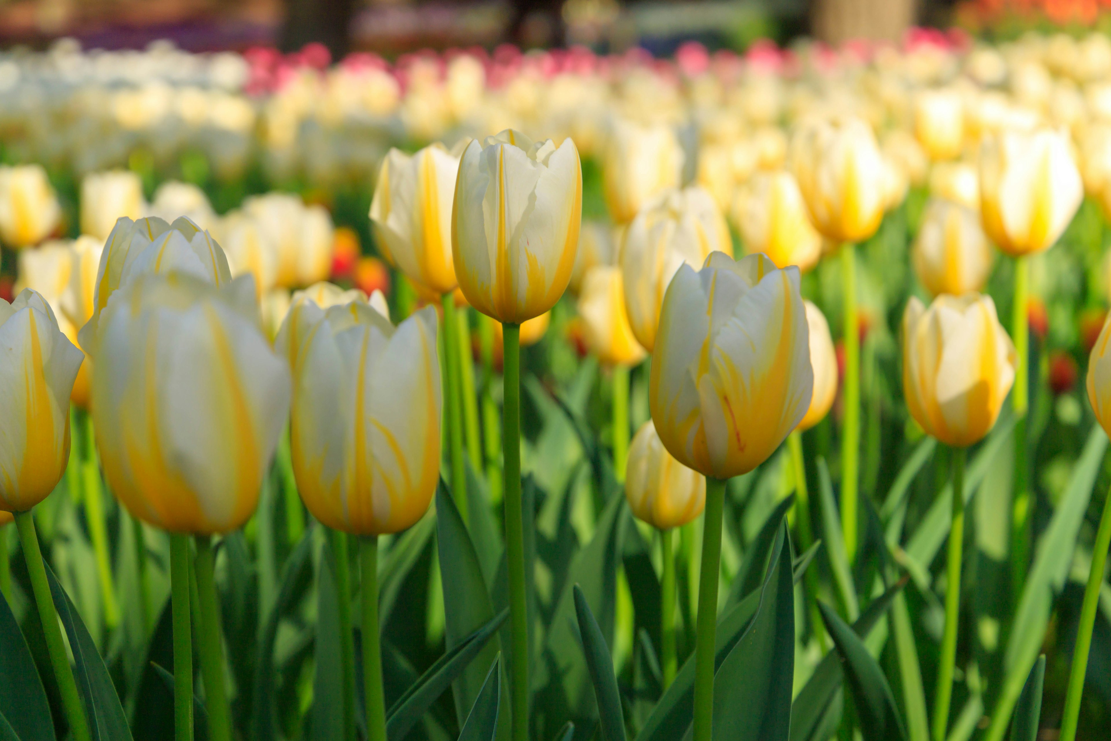 Campo de hermosos tulipanes amarillos en flor