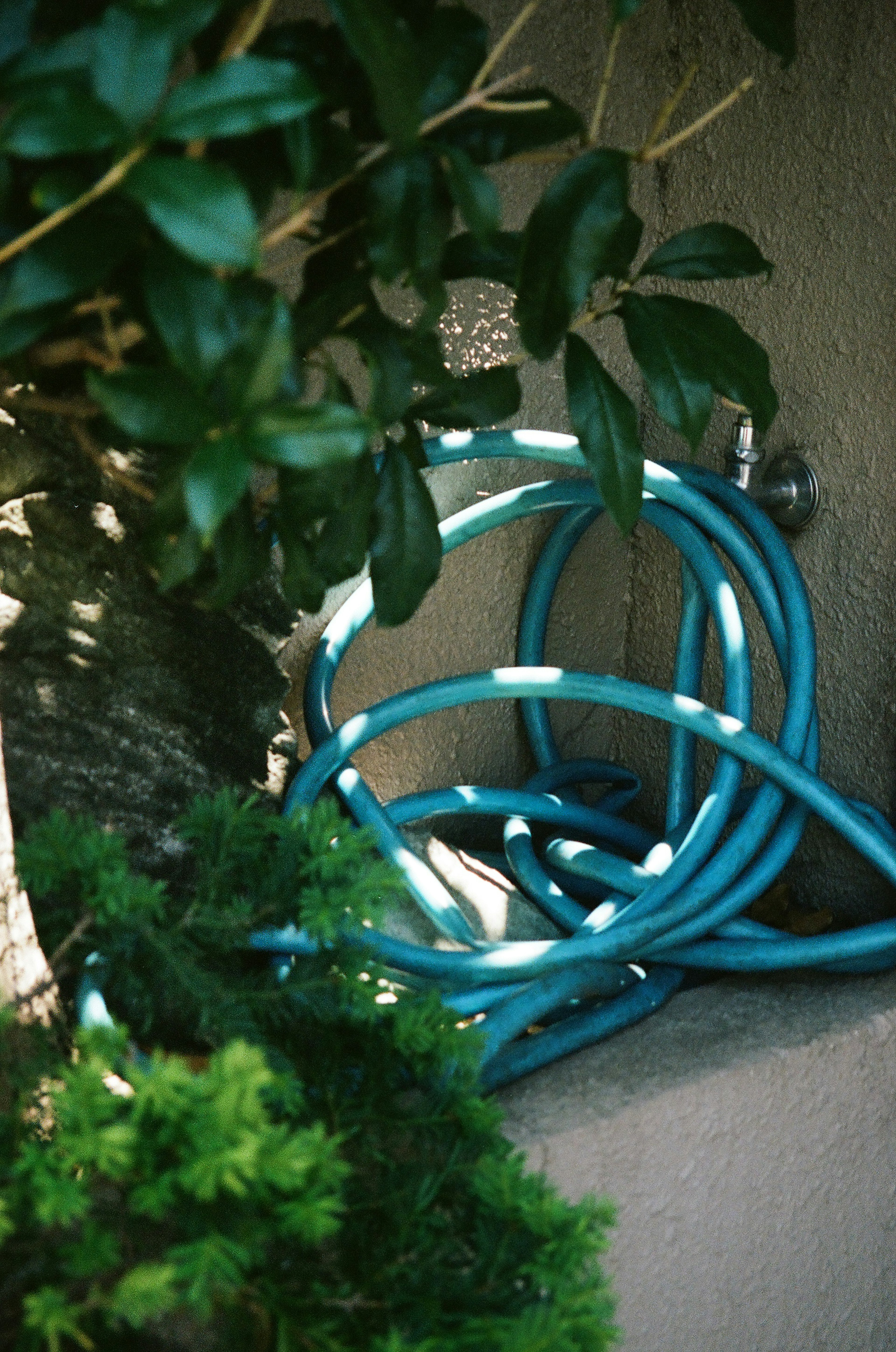 A blue garden hose coiled near green foliage