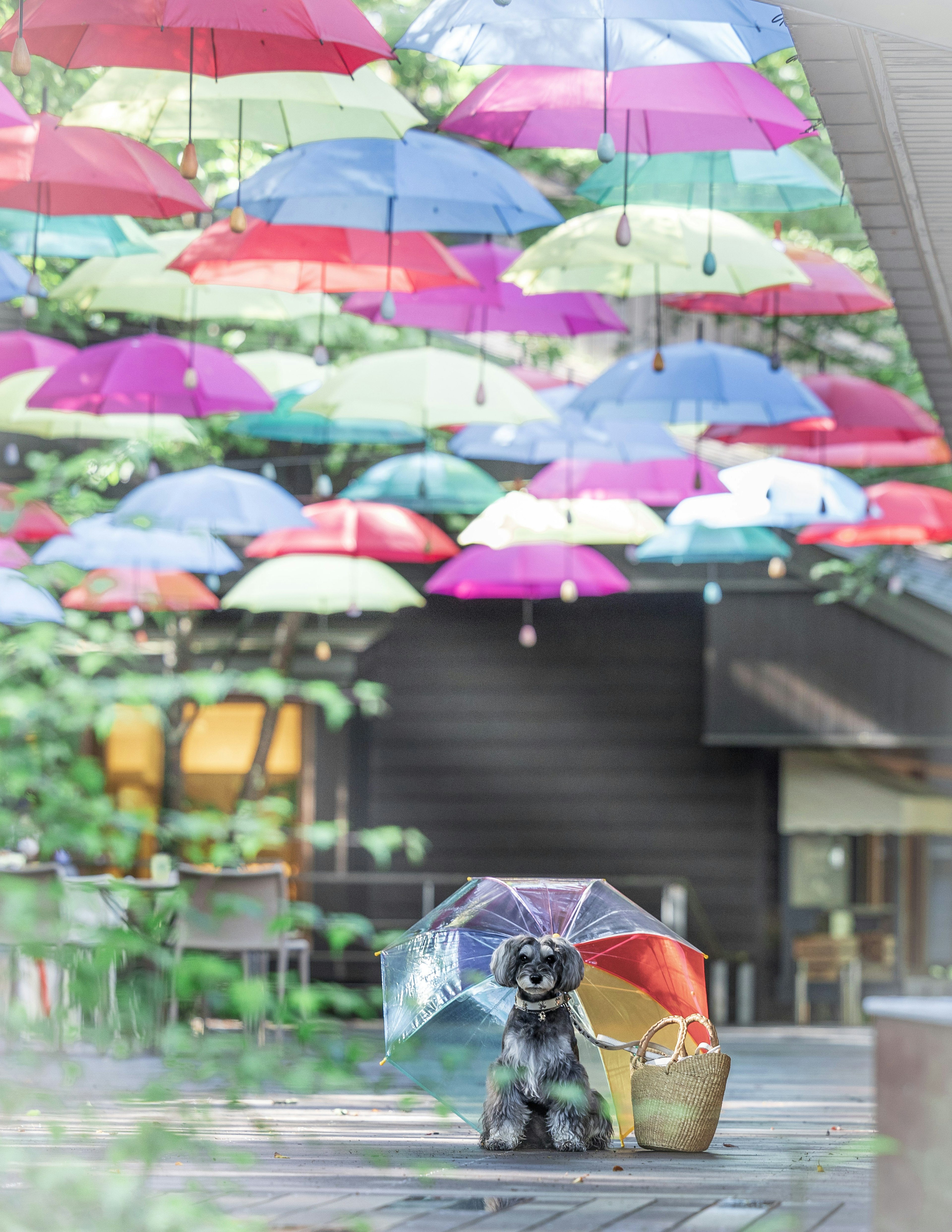 A dog sitting under a colorful umbrella in an outdoor space adorned with hanging umbrellas