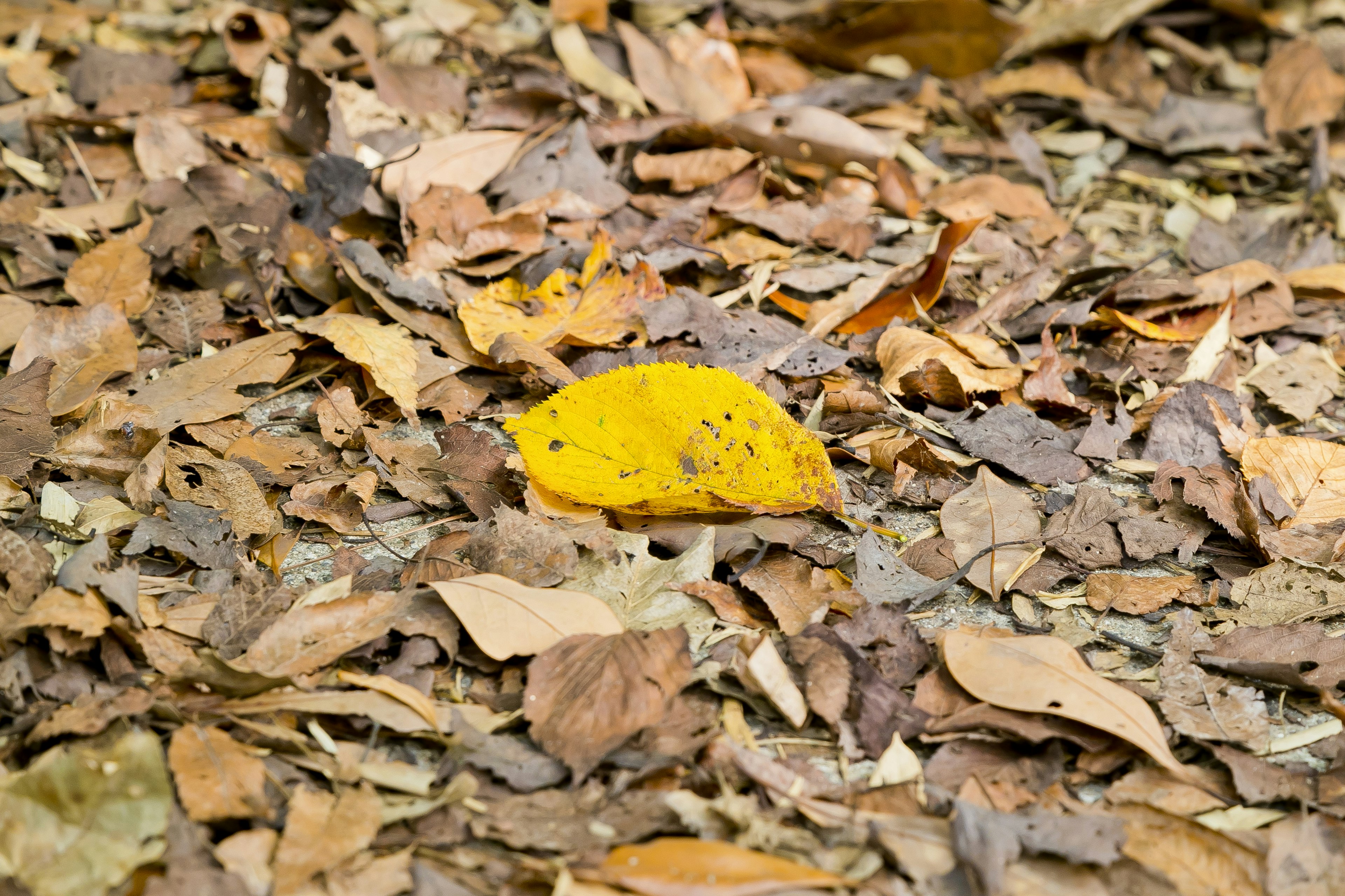 A vibrant yellow leaf among brown fallen leaves on the ground