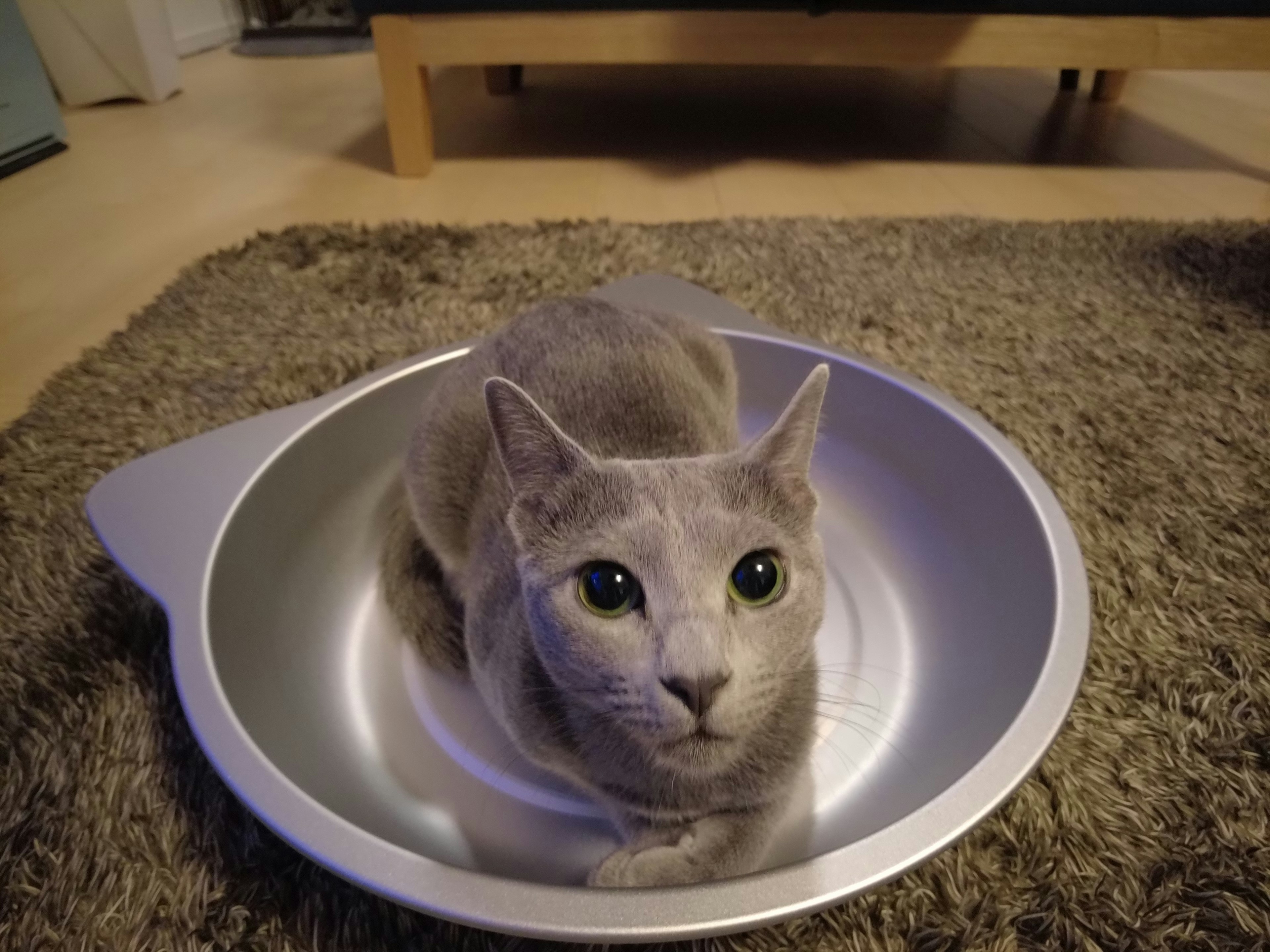 Gato gris sentado en un tazón plateado