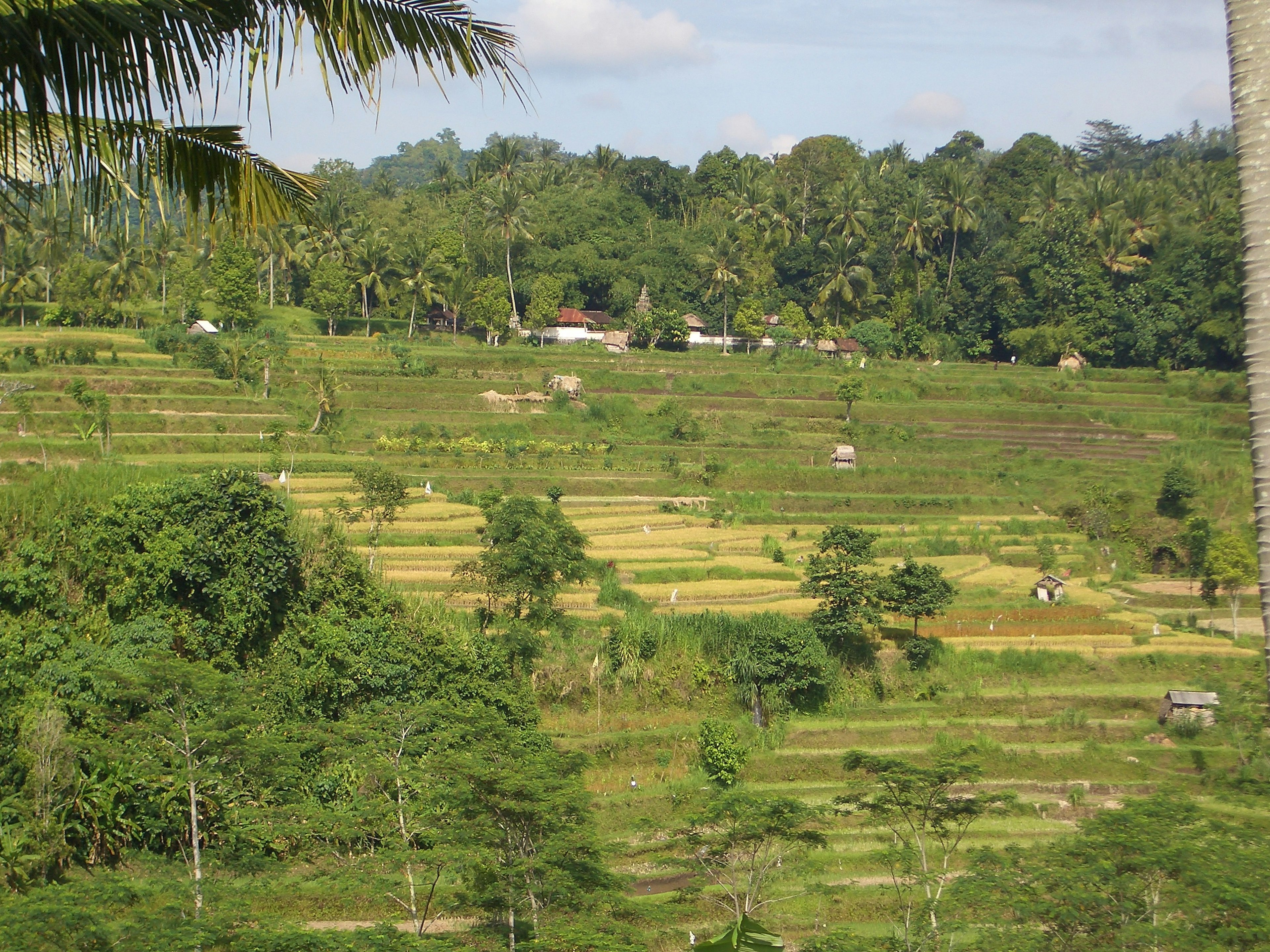 Lush green terraced rice fields with surrounding trees