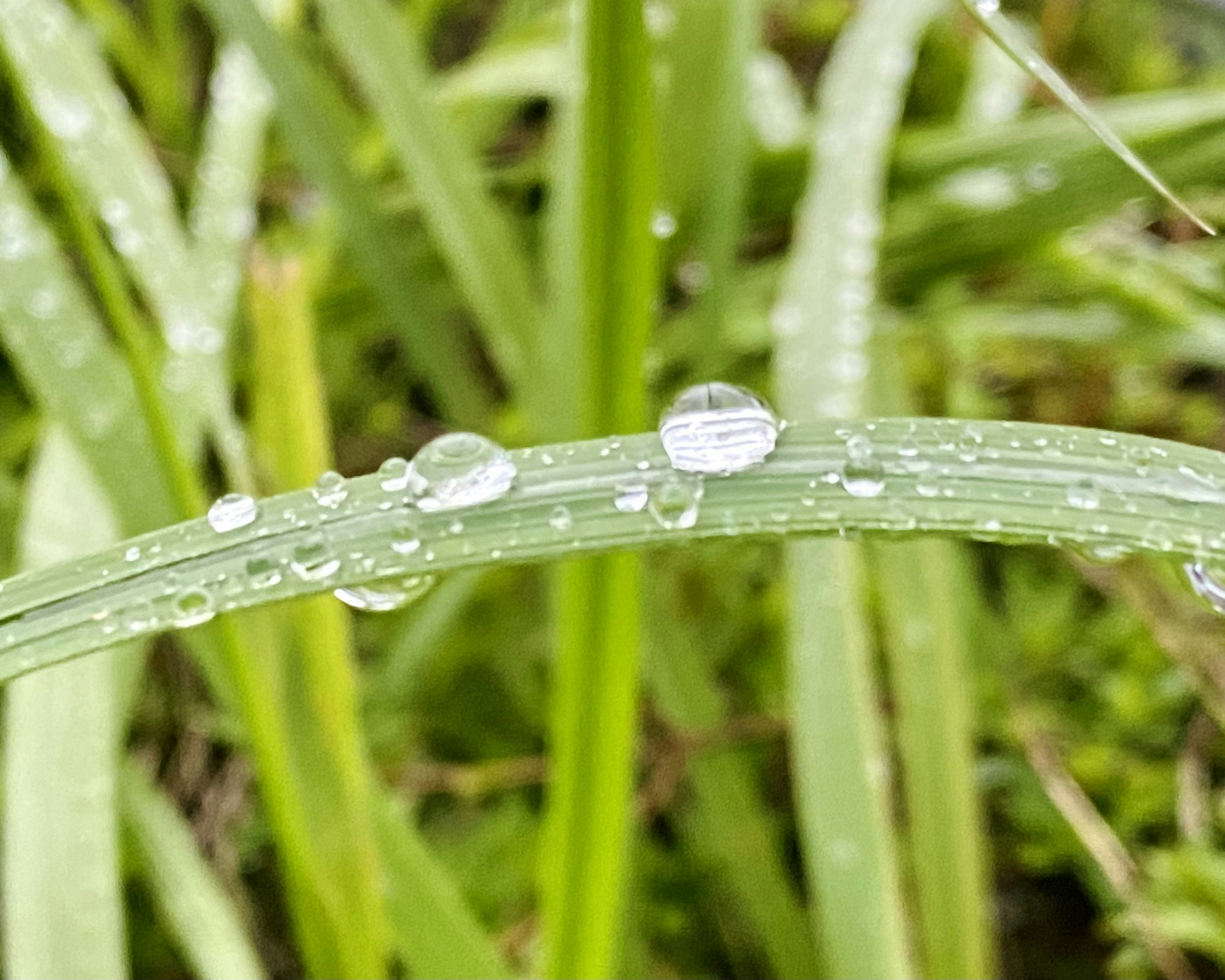 綠色草葉上帶有水滴的特寫