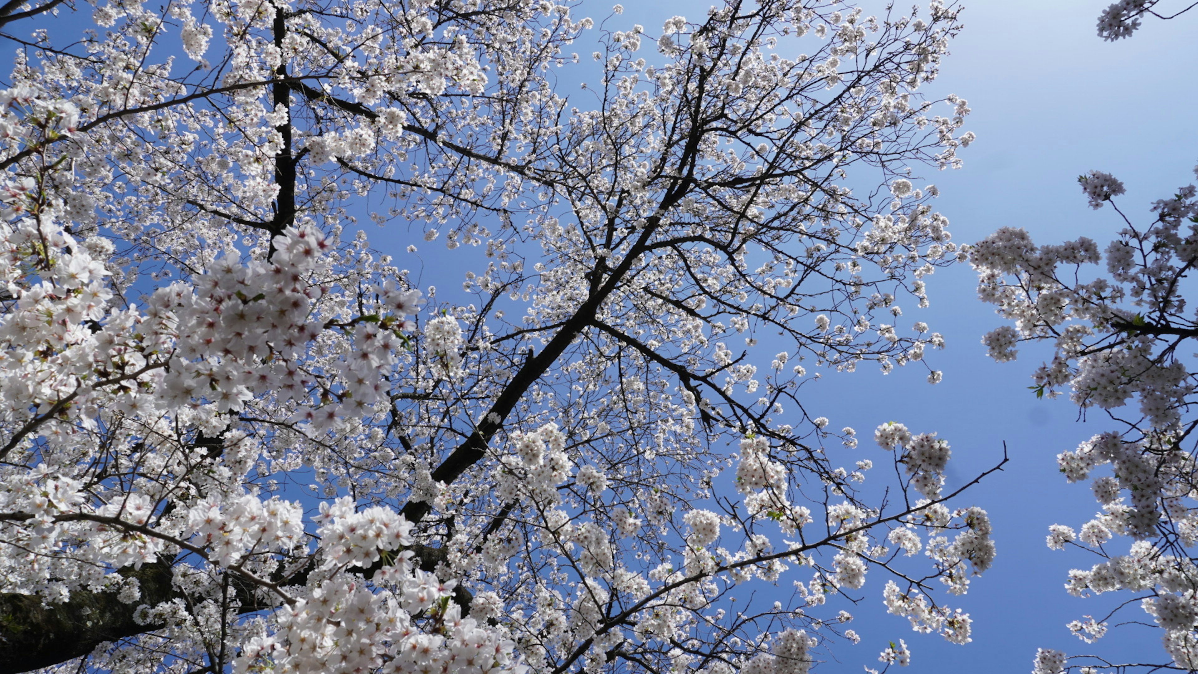 Cherry blossom trees in full bloom against a clear blue sky