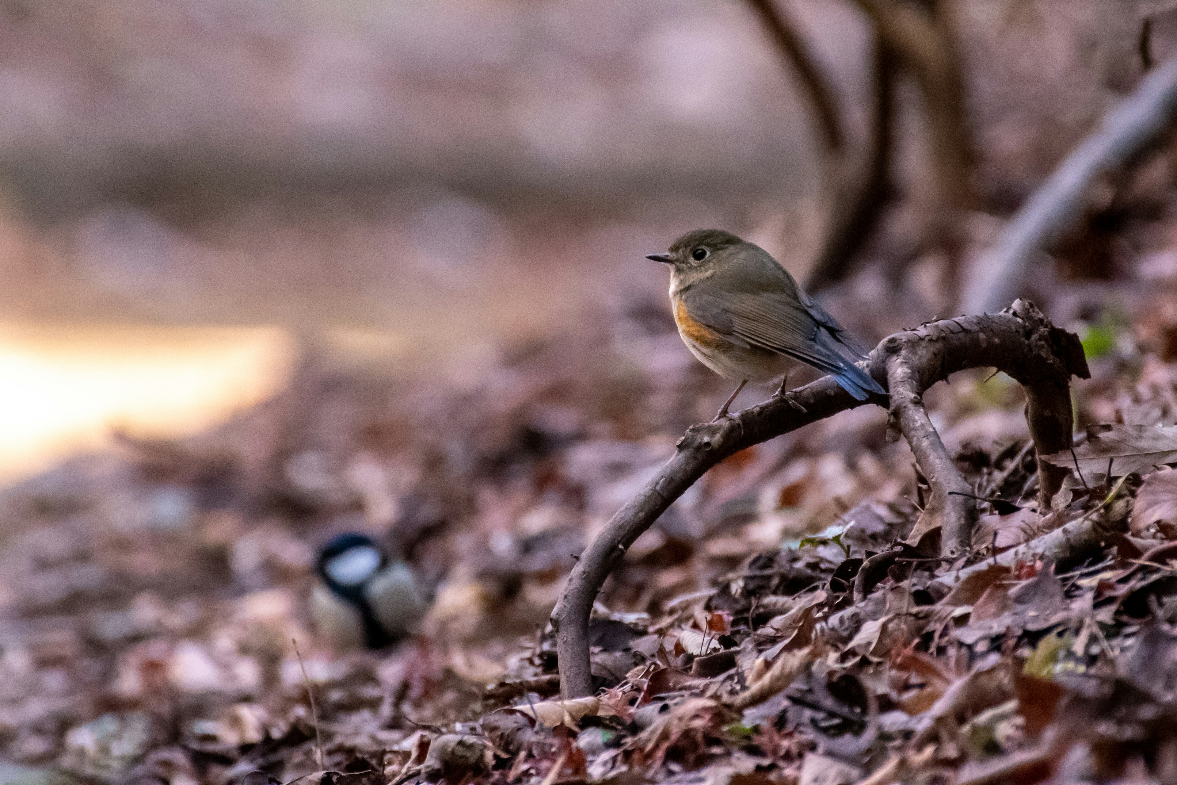 Photo d'un petit oiseau sur des feuilles sèches avec un arrière-plan naturel flou