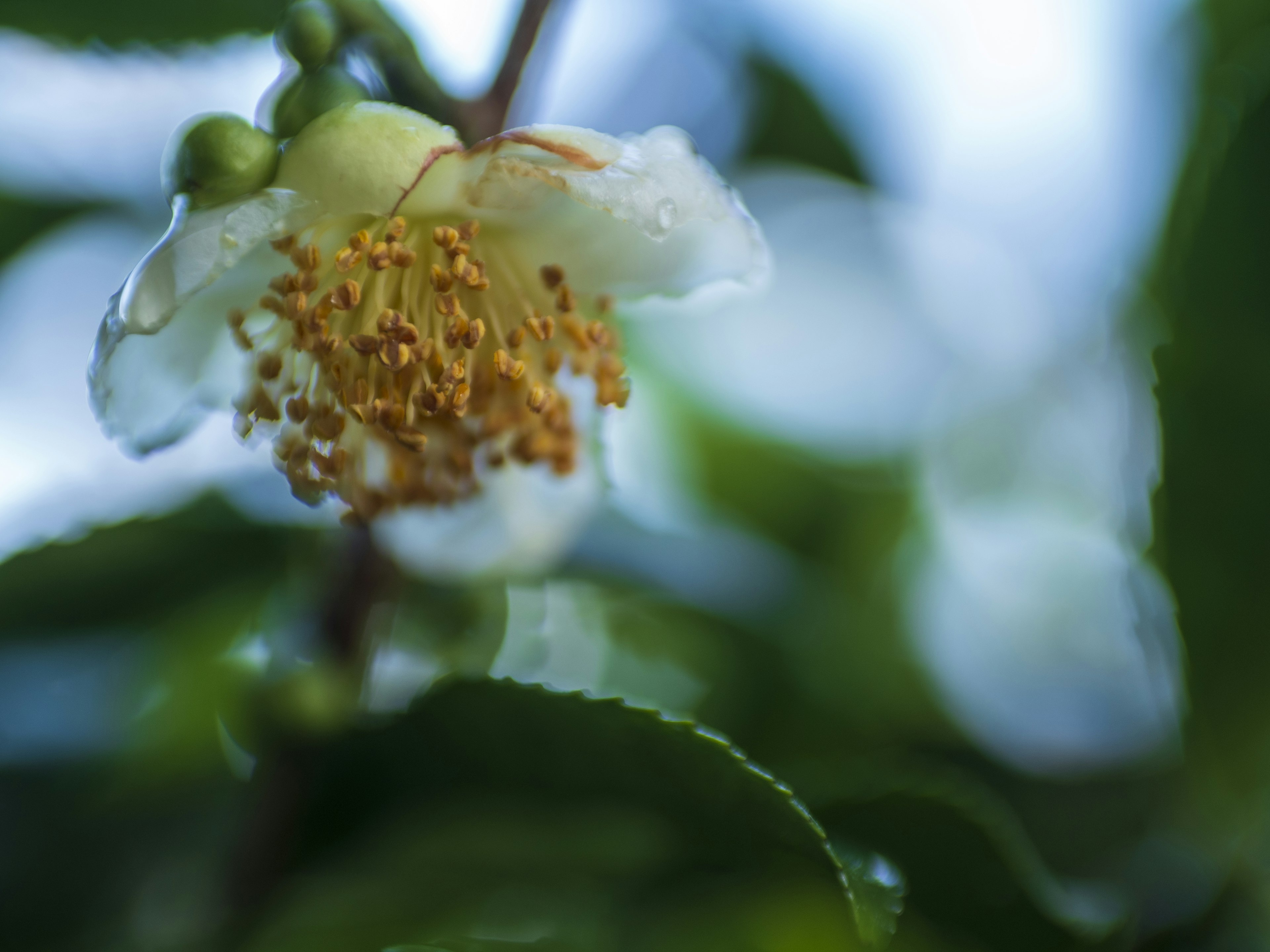 水滴のついた茶の花のクローズアップ 明るい背景の緑の葉