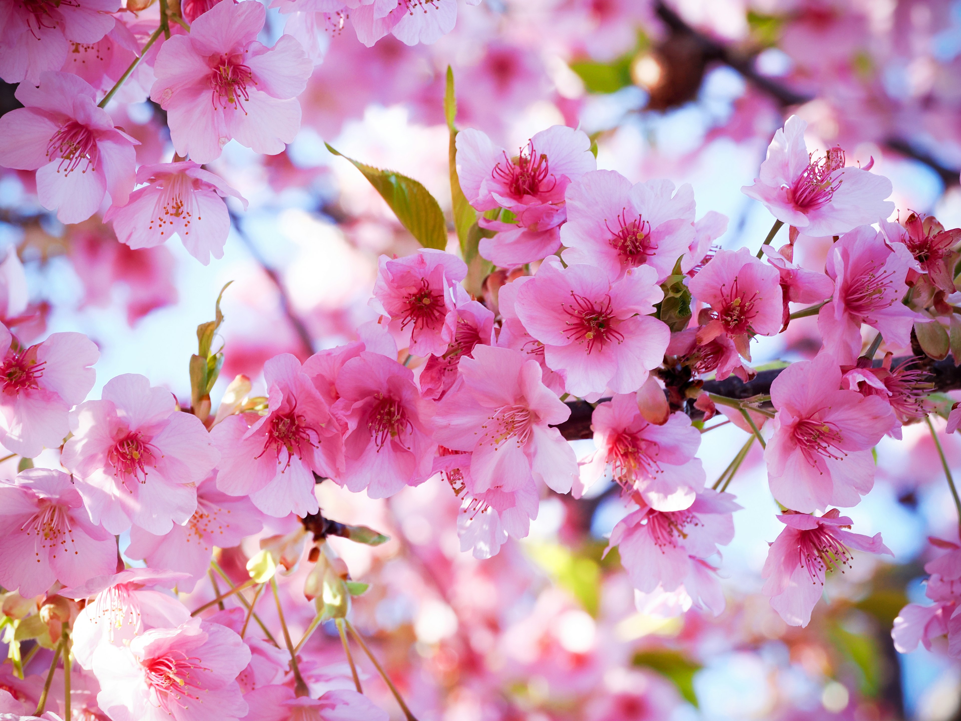 Close-up of cherry blossoms on a branch