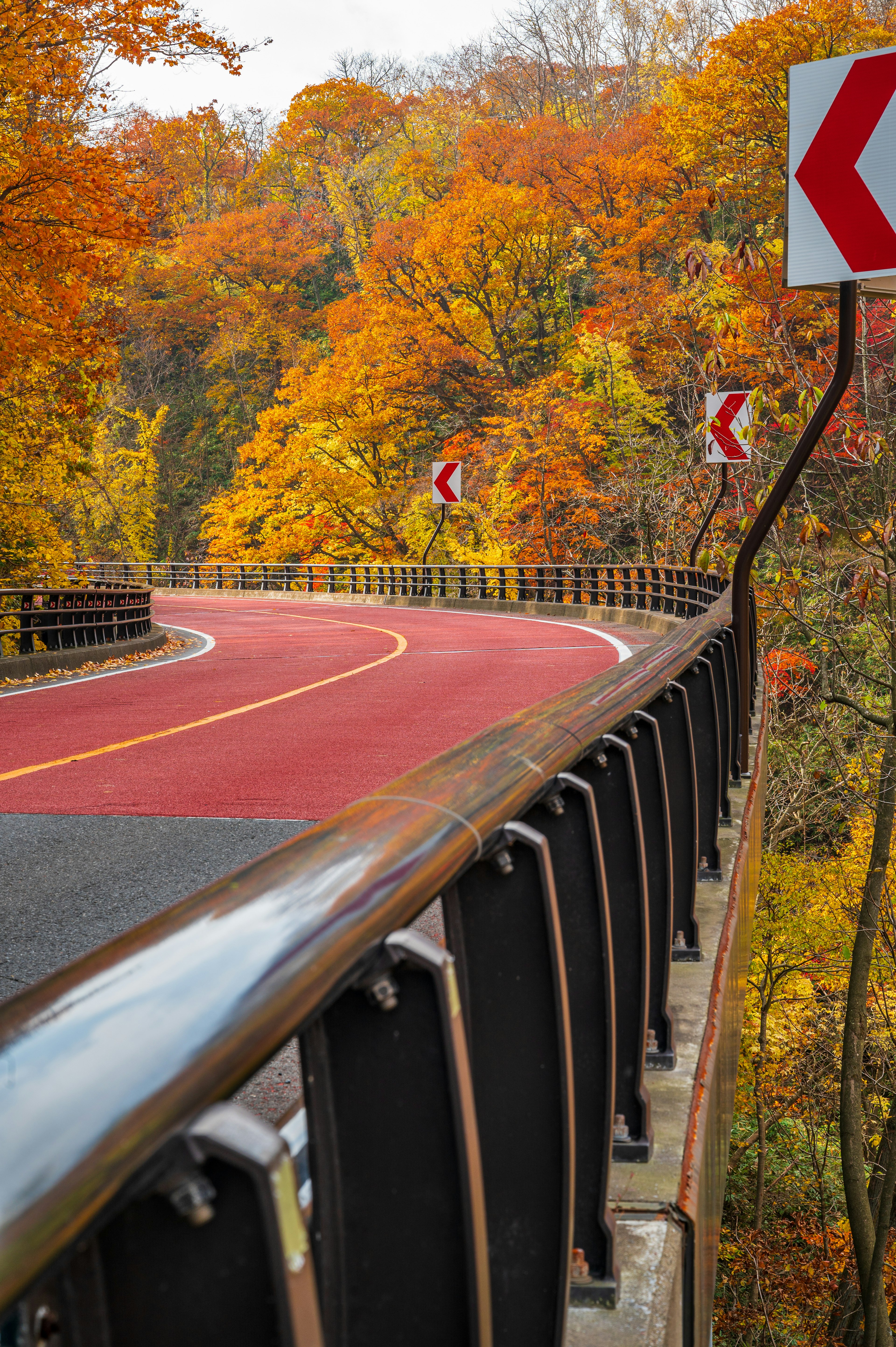 Curved road surrounded by autumn foliage in vibrant orange and yellow