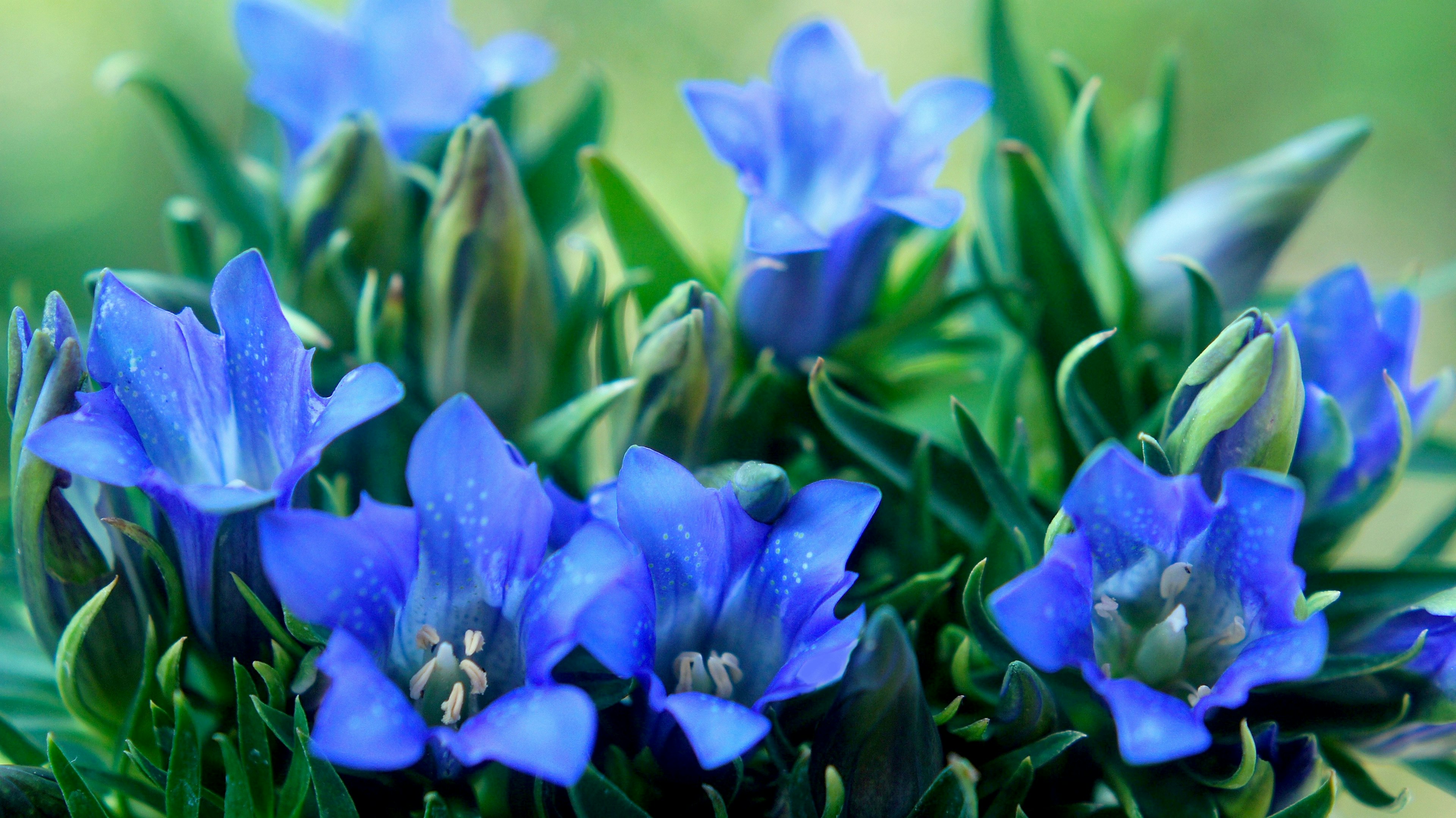 Close-up of vibrant blue flowers and green leaves