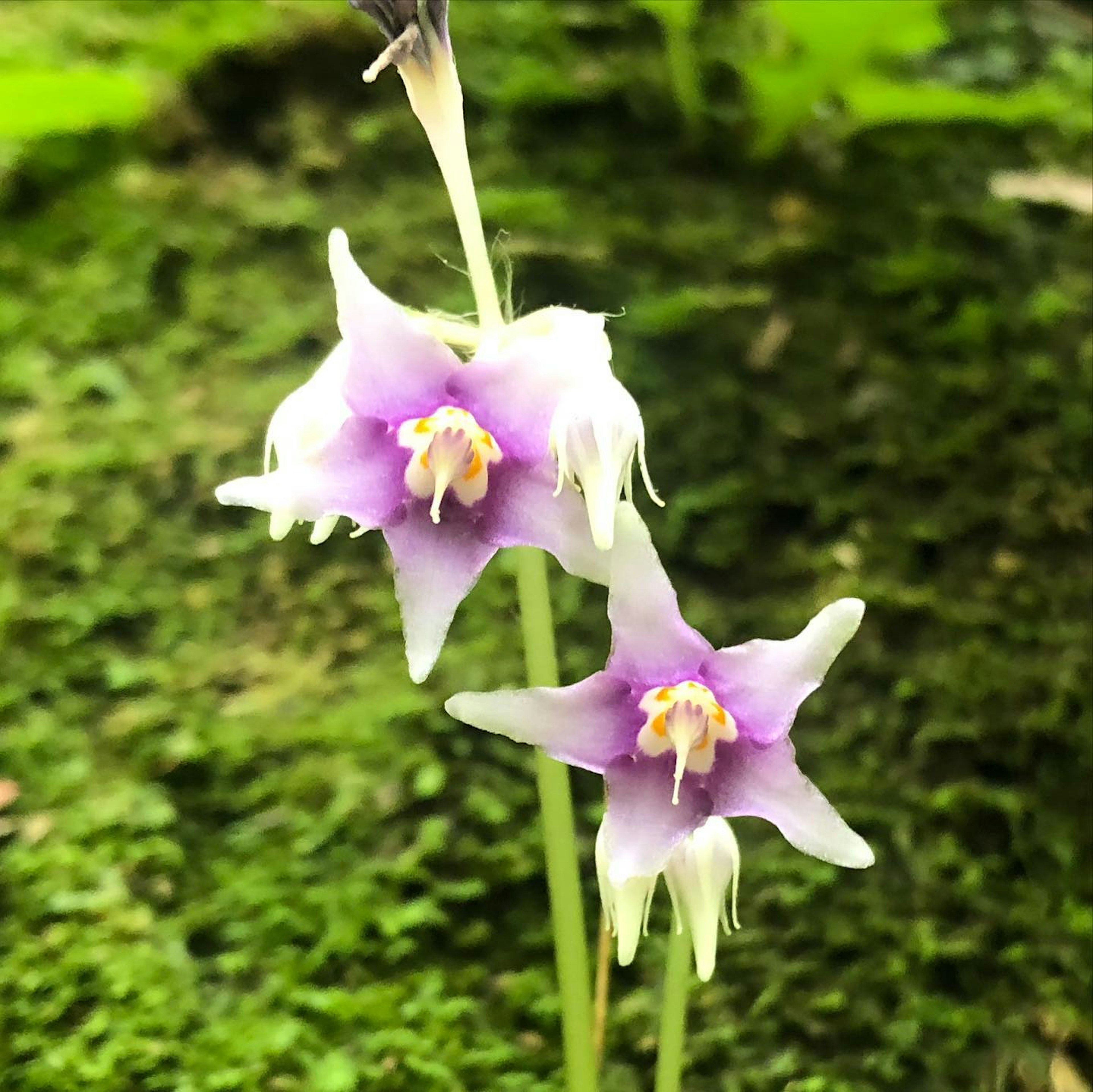 Nahaufnahme einer einzigartigen Orchidee mit lila Blüten