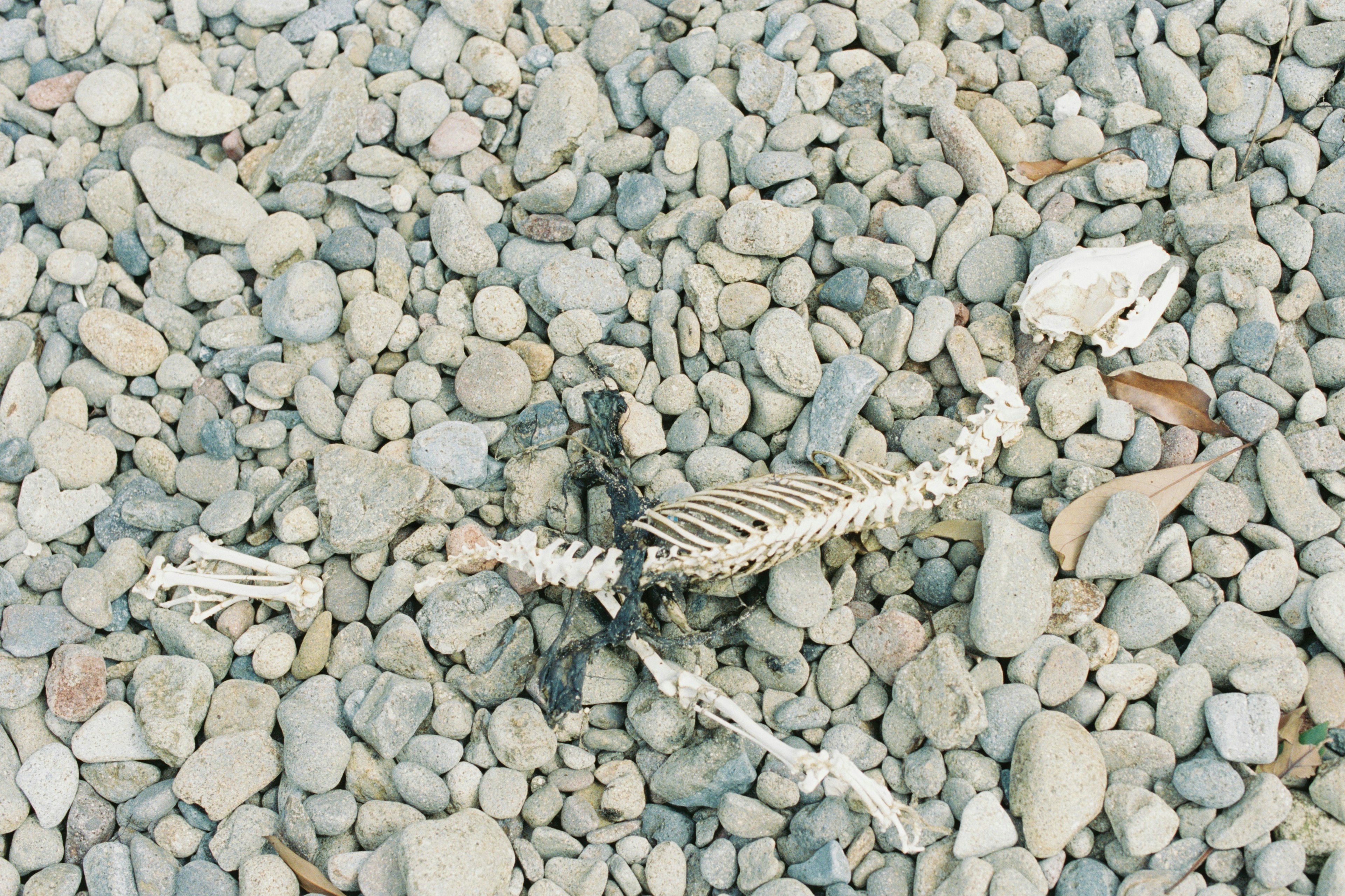 Skeletal remains of a small bird lying on gravel