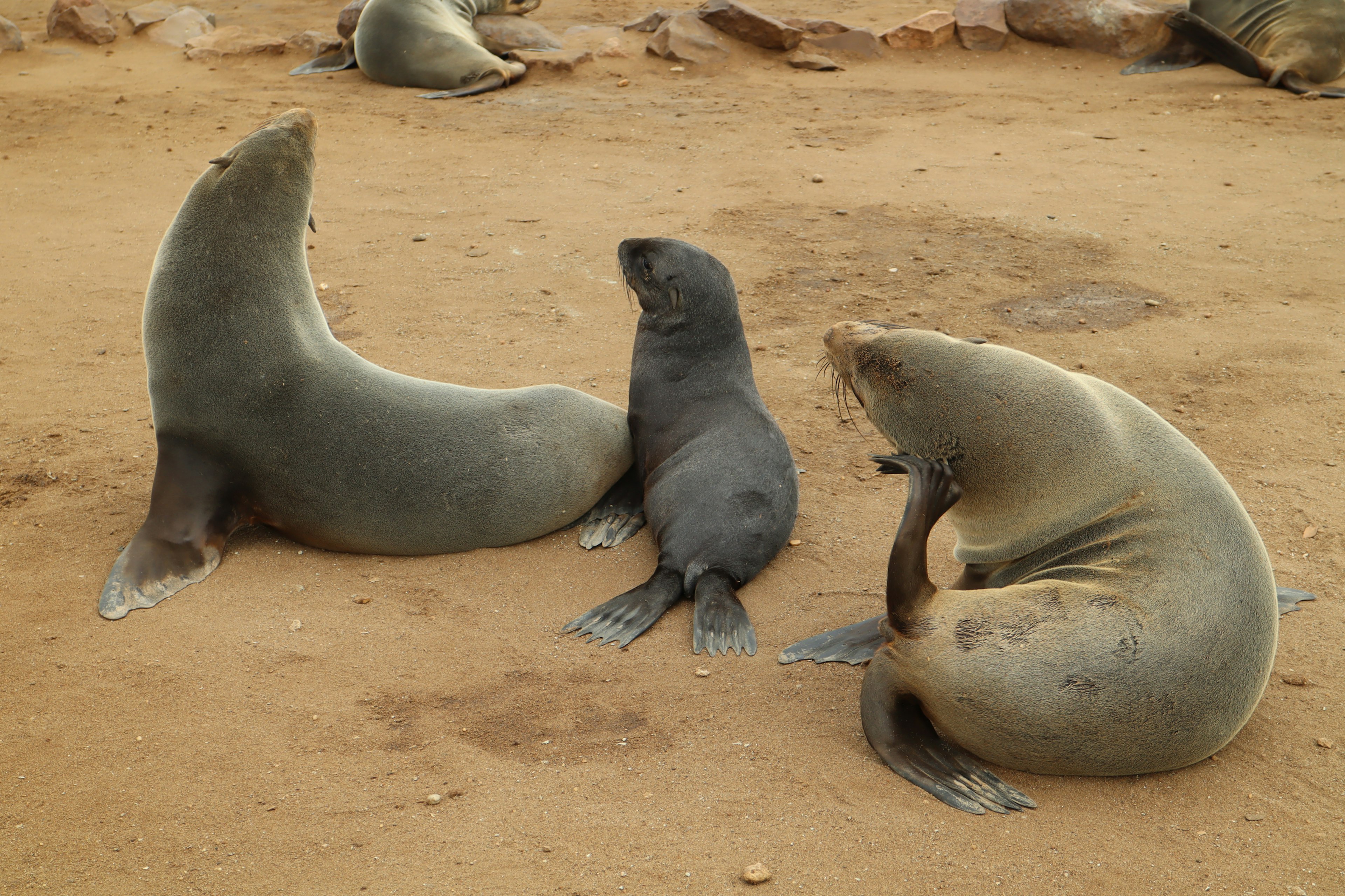 A group of seals relaxing on a sandy beach