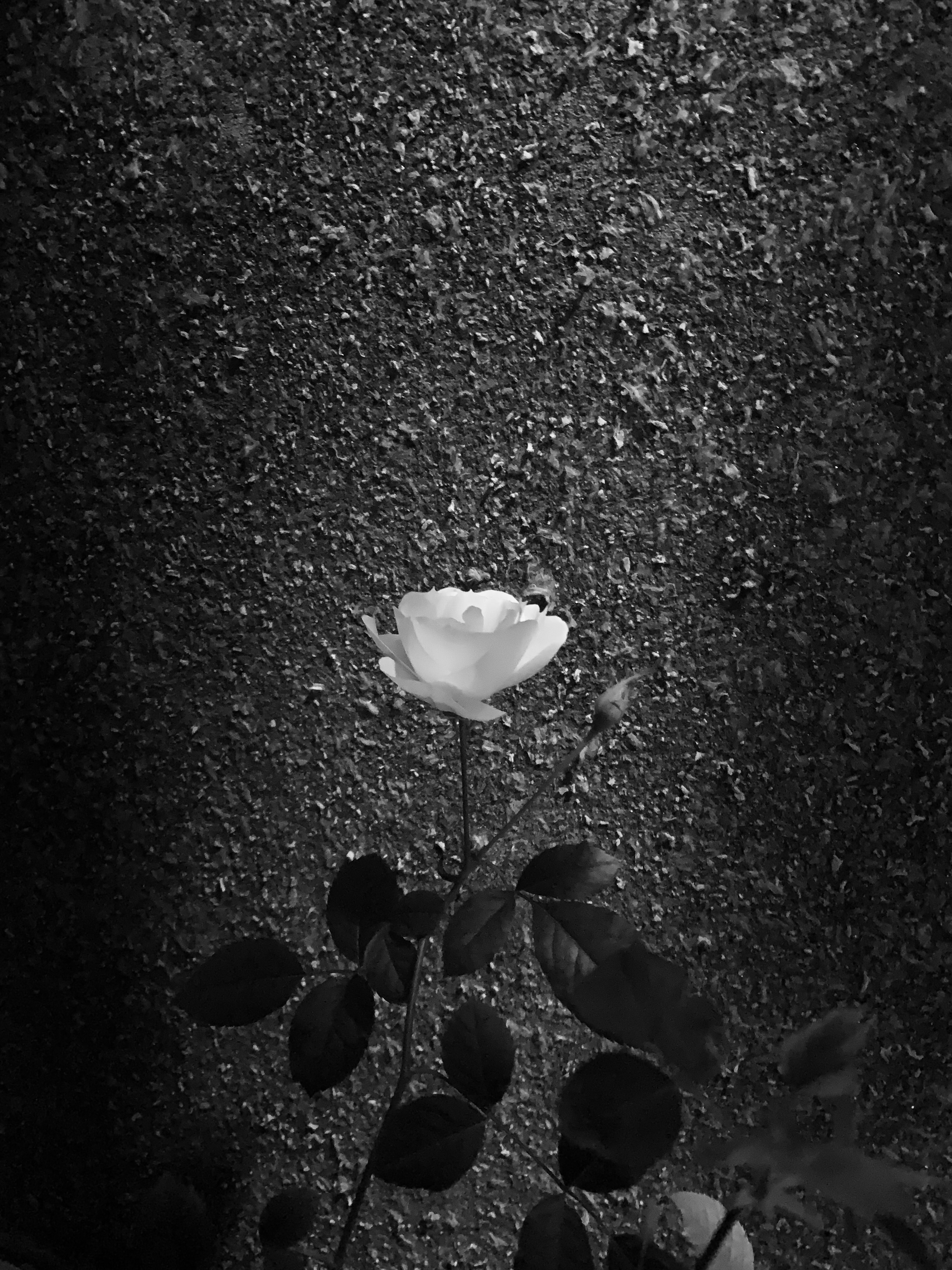 Une rose blanche se détache sur un fond sombre texturé