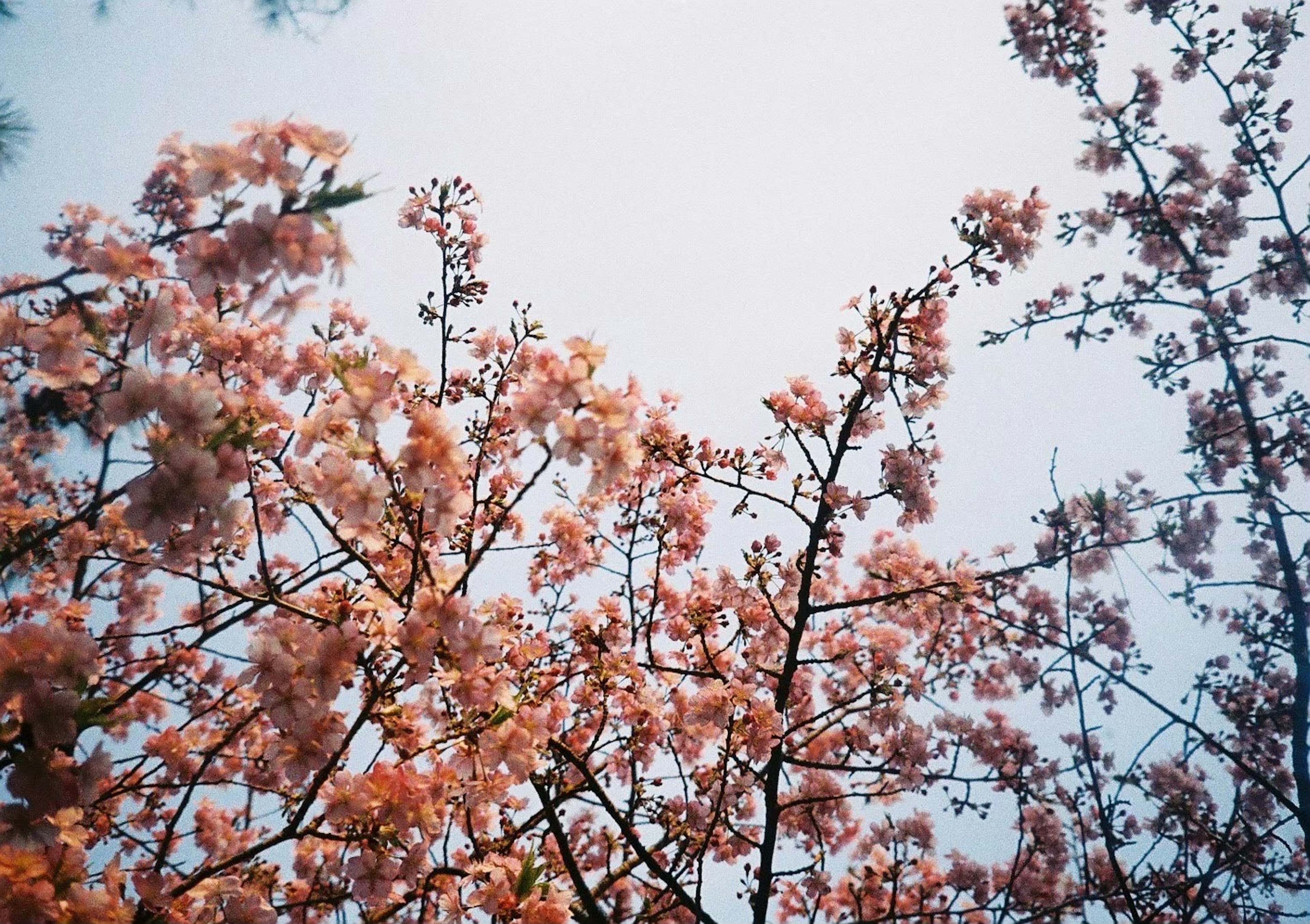 青空の下に咲くピンクの花の木の枝