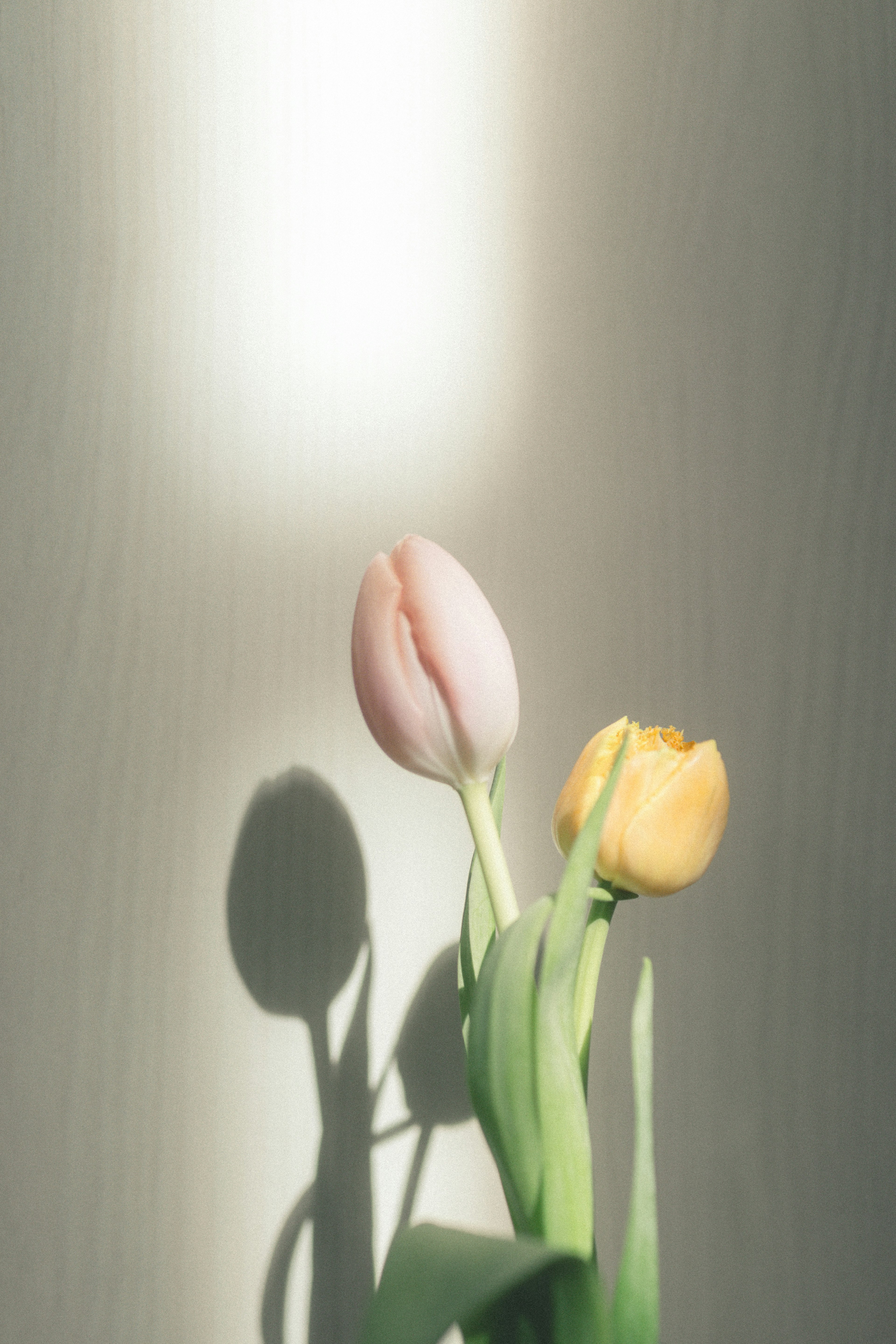 A pale pink and yellow tulip casting shadows illuminated by light