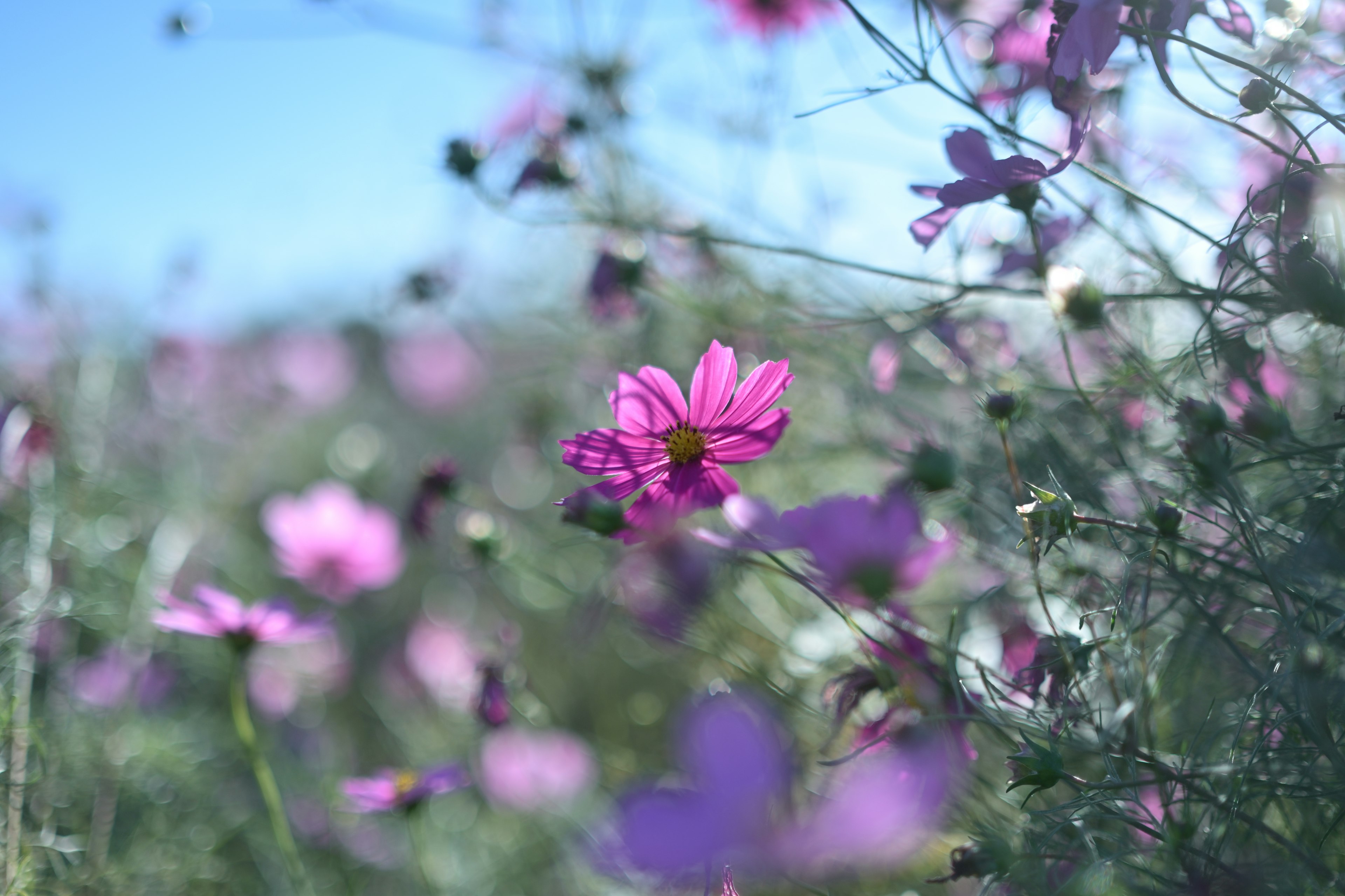 Campo de flores rosas bajo un cielo azul claro