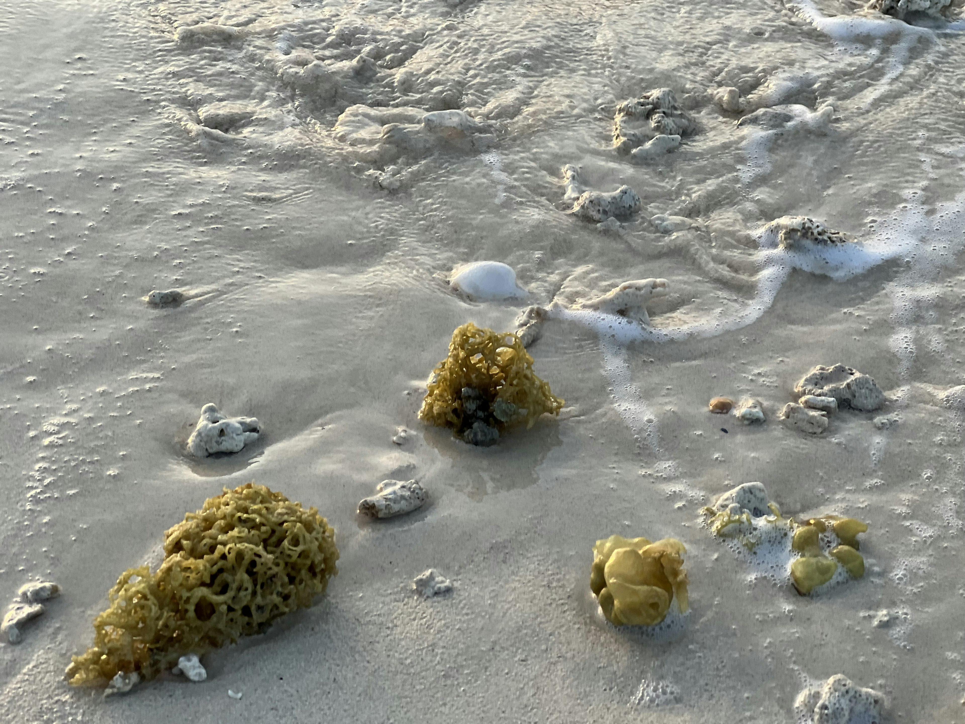 Close-up of seaweed and shells on a sandy beach