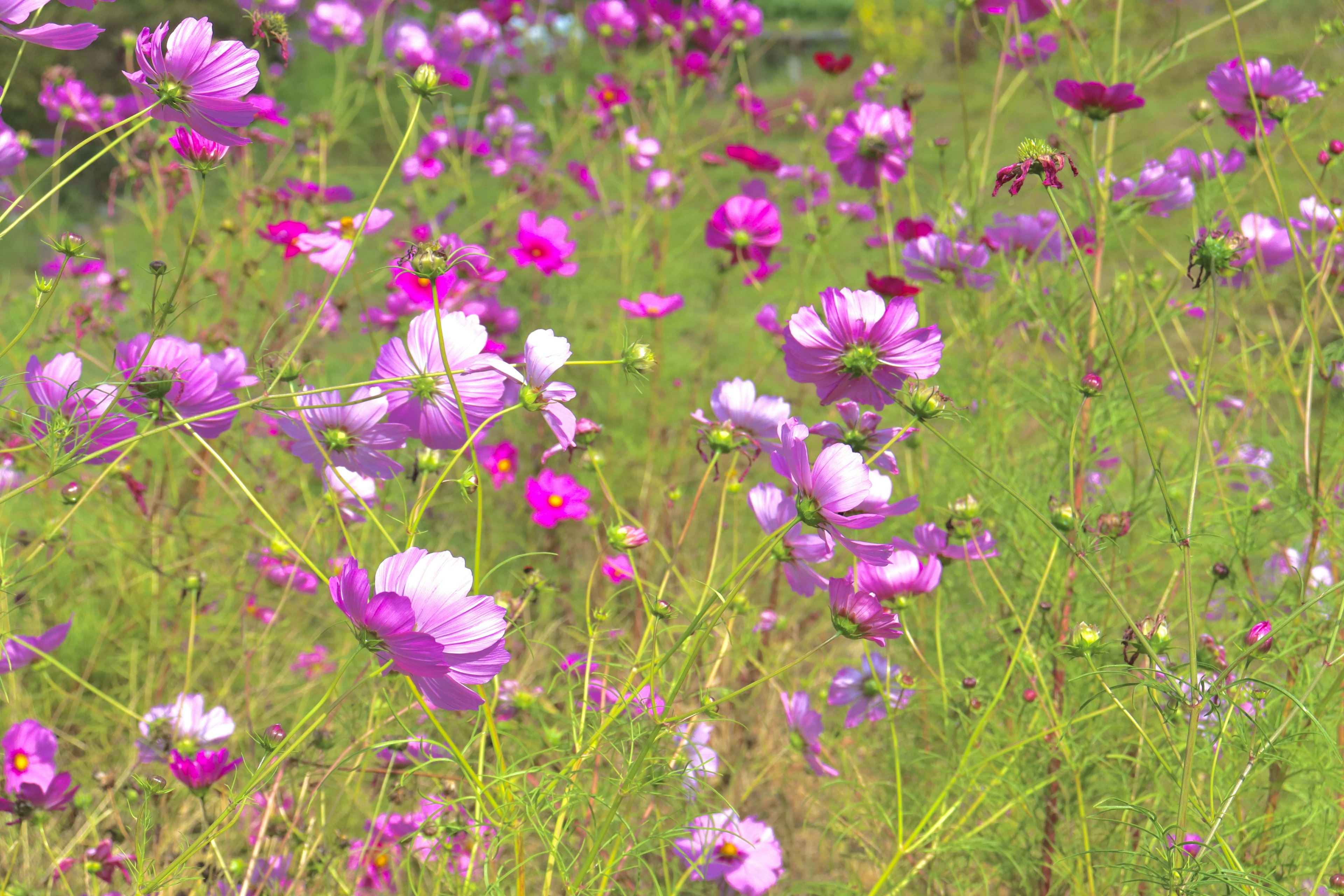 A vibrant field of blooming cosmos flowers in various shades of pink