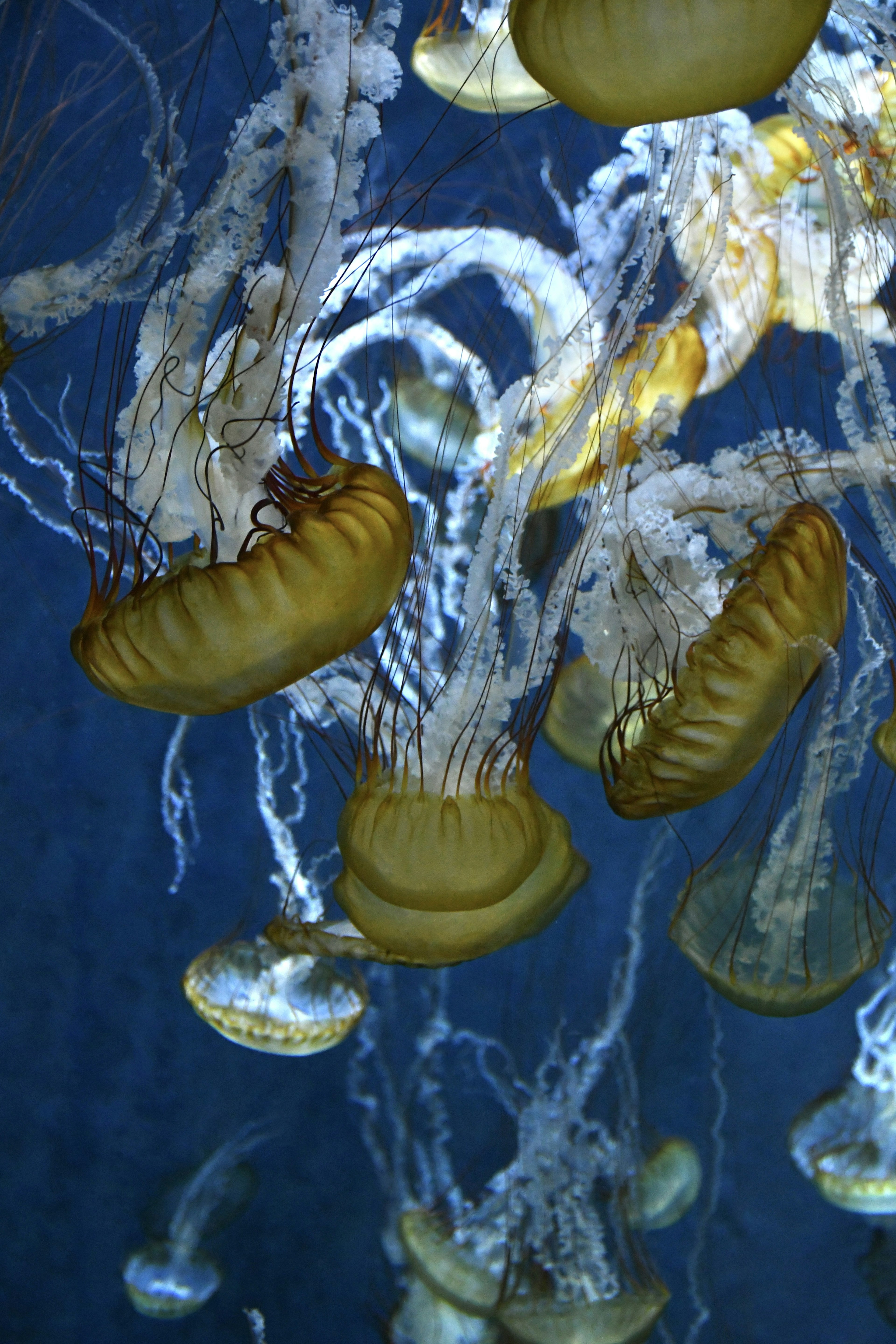 A group of jellyfish floating in water yellow domes and long tentacles