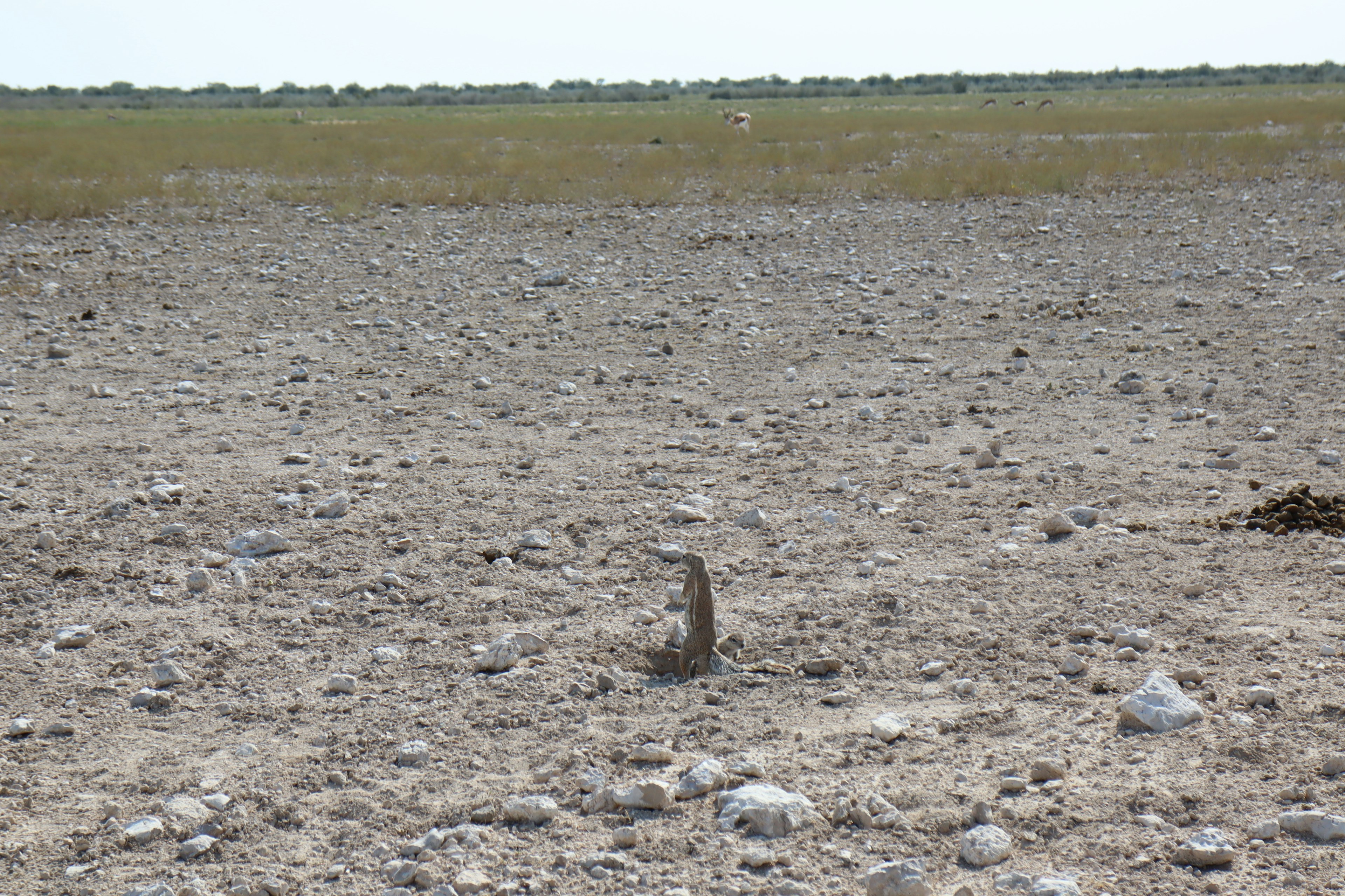 A small animal resembling a squirrel stands on dry ground in a barren landscape