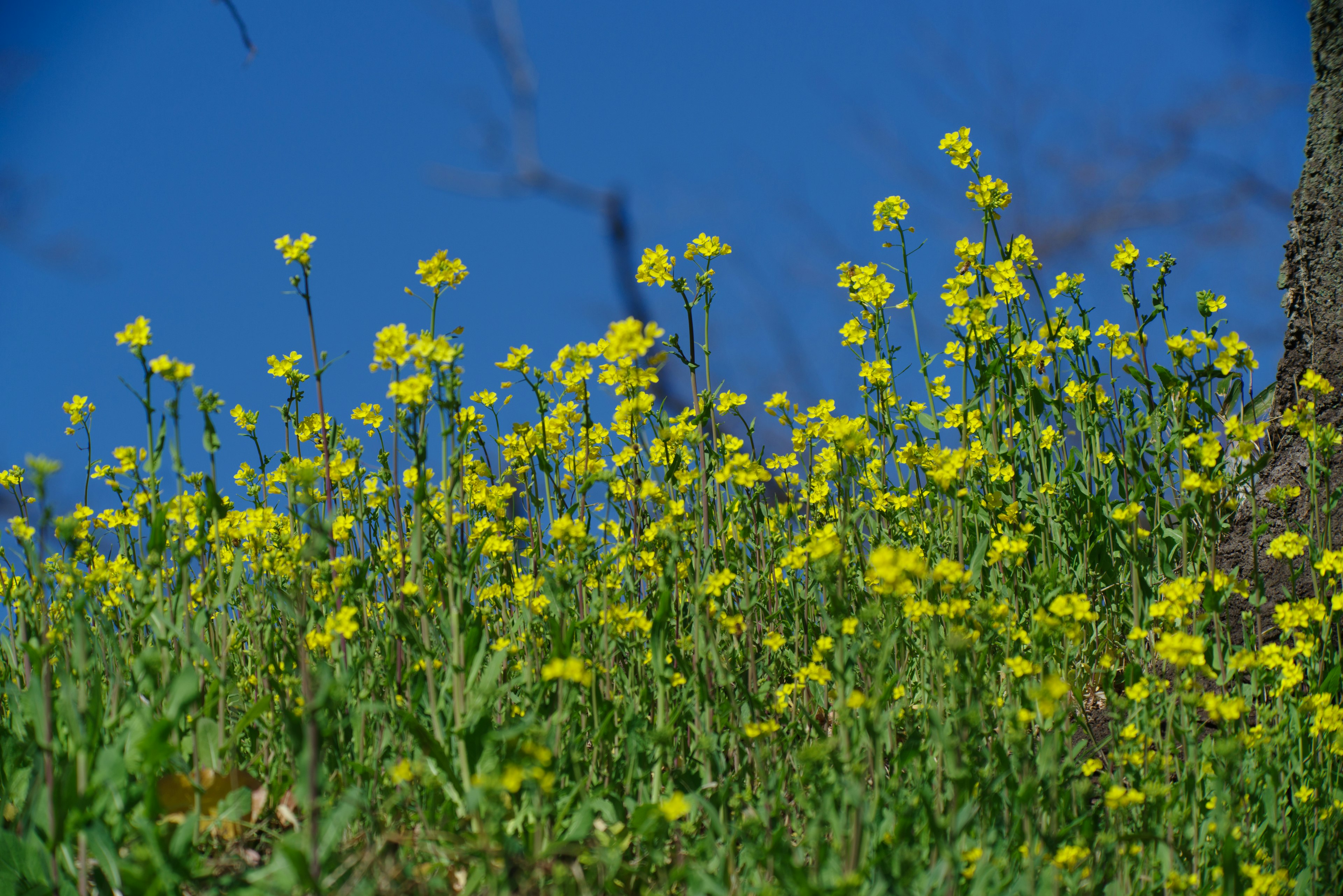 Un campo de flores amarillas bajo un cielo azul