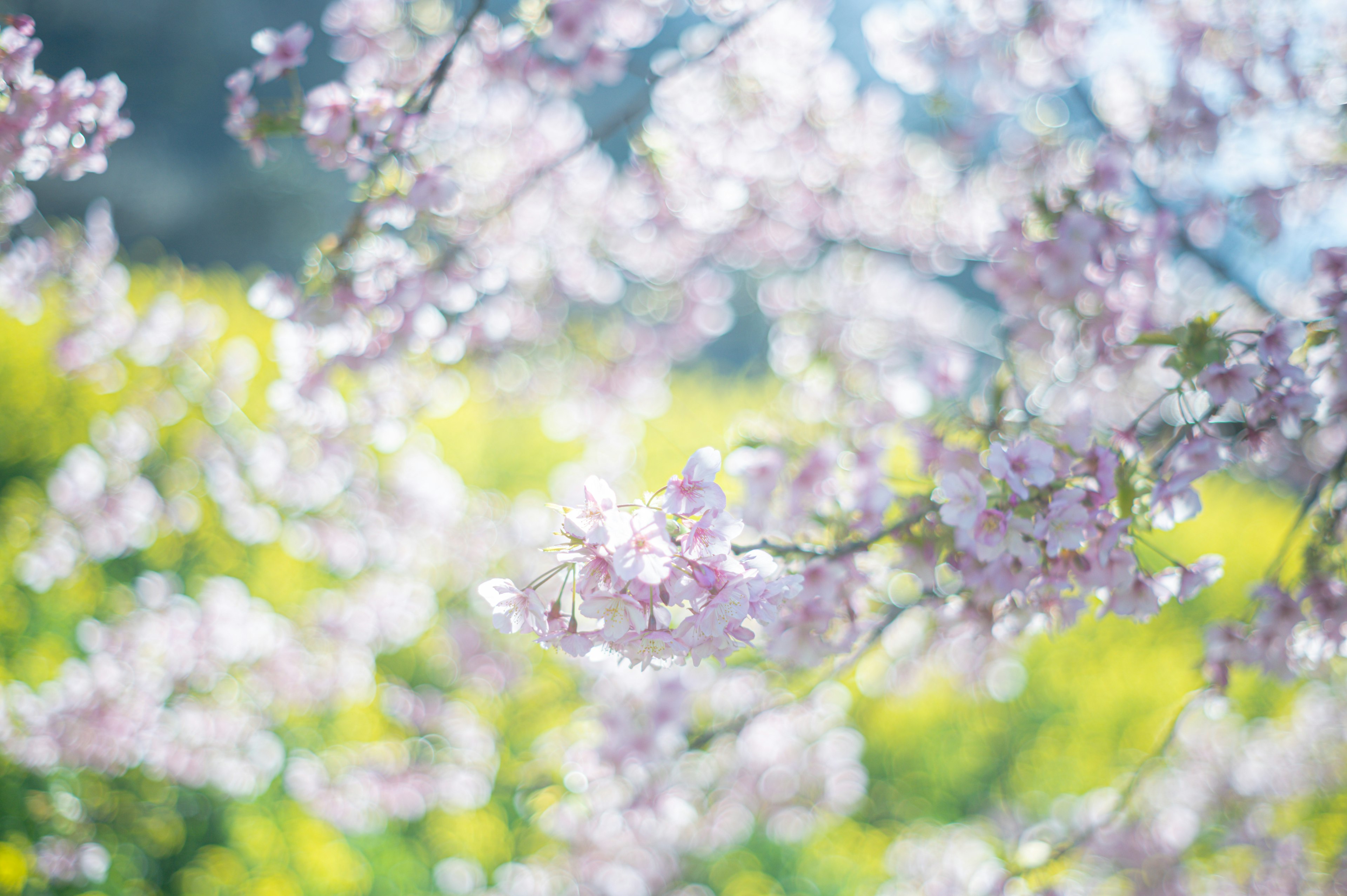 Tangkai bunga sakura yang halus dengan latar belakang hijau kabur