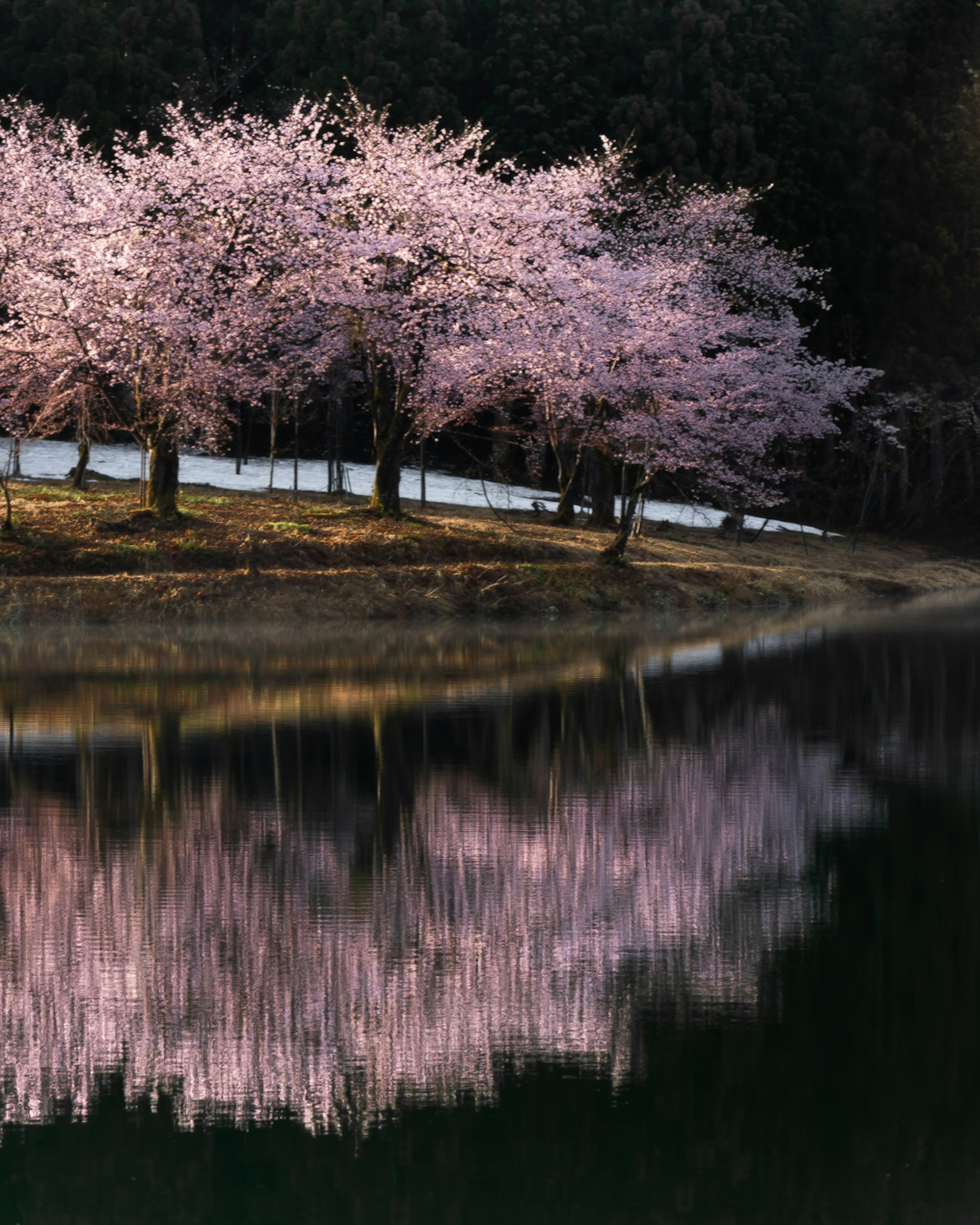 美しい桜の木が水面に映る風景