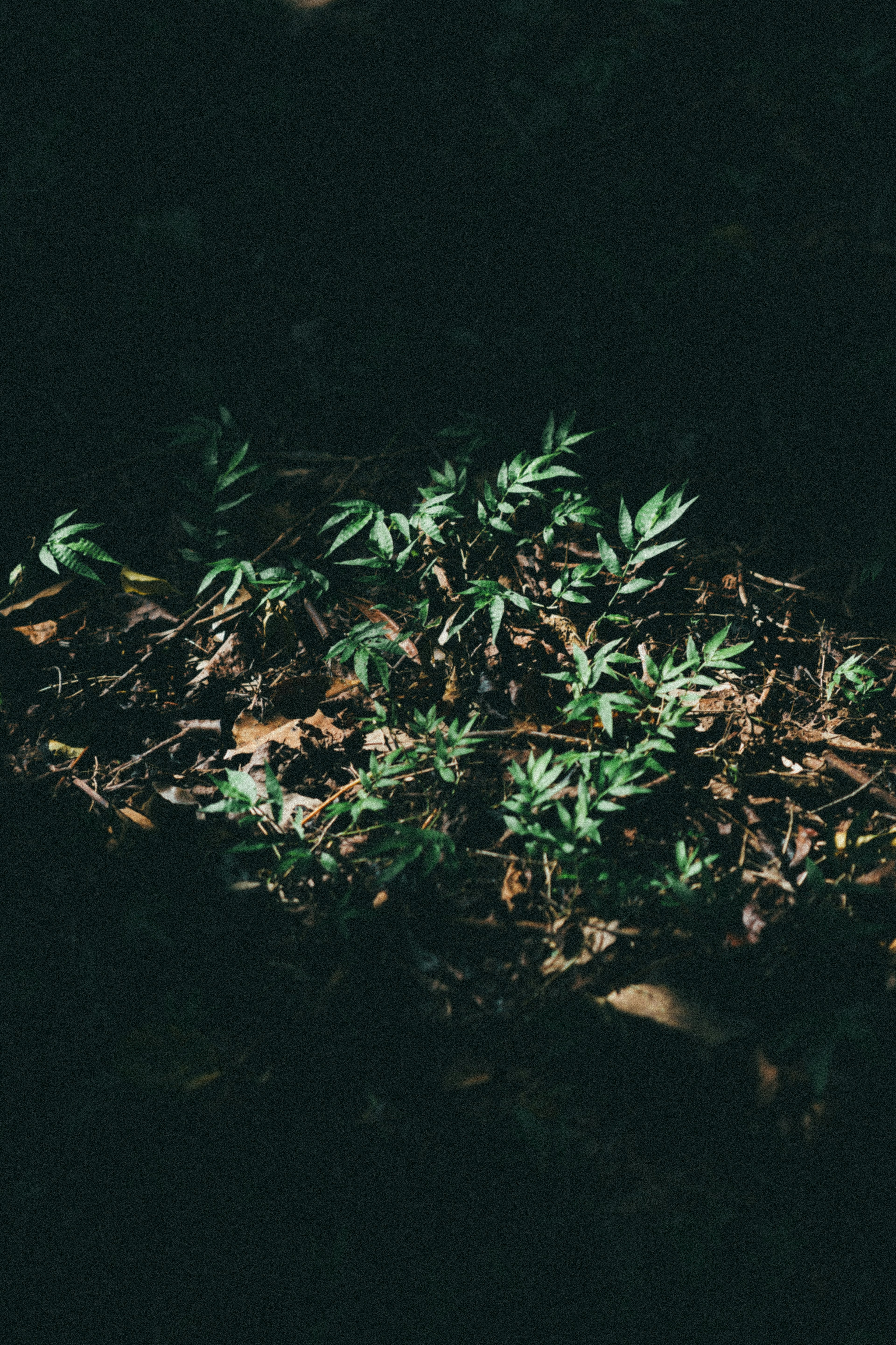 Contrast of green plants and fallen leaves against a dark background