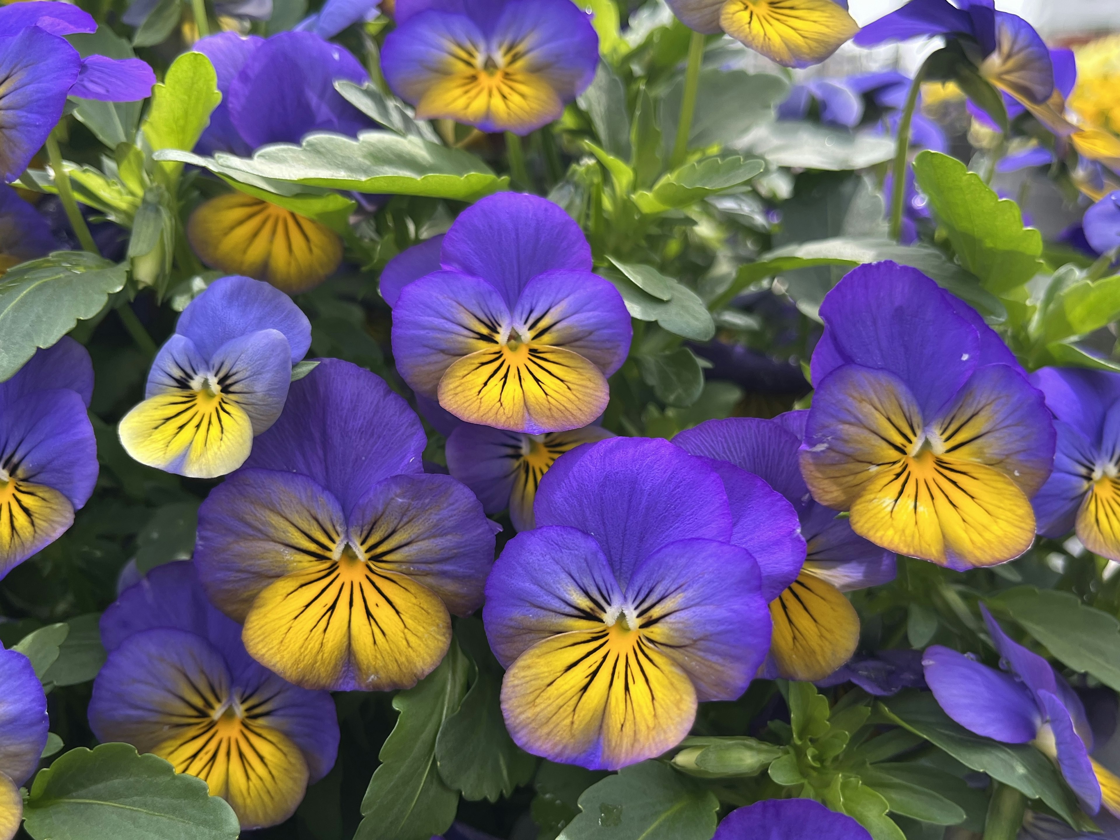 Lebendige violette und gelbe Stiefmütterchen in voller Blüte