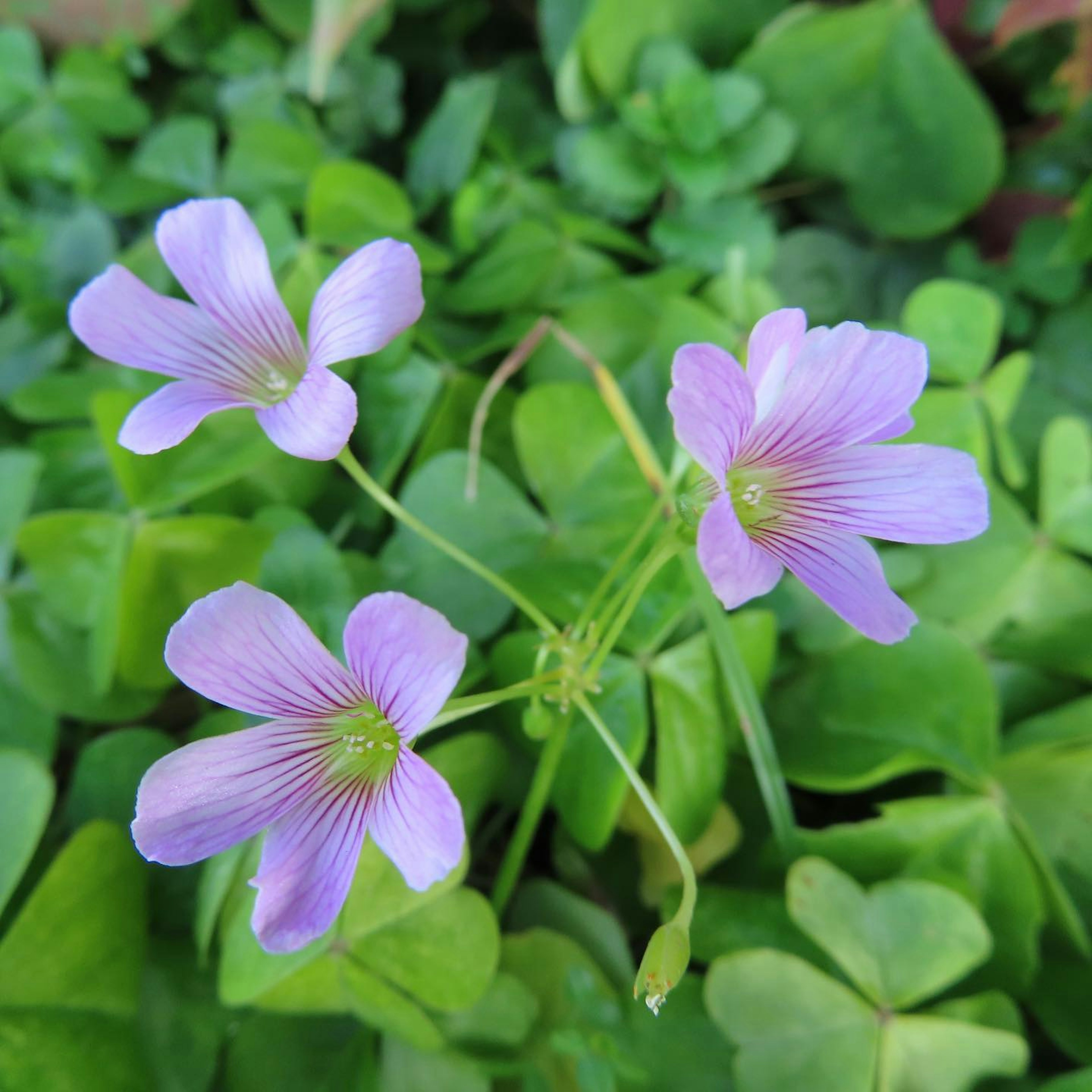 Drei lila Blumen blühen zwischen grünen Blättern