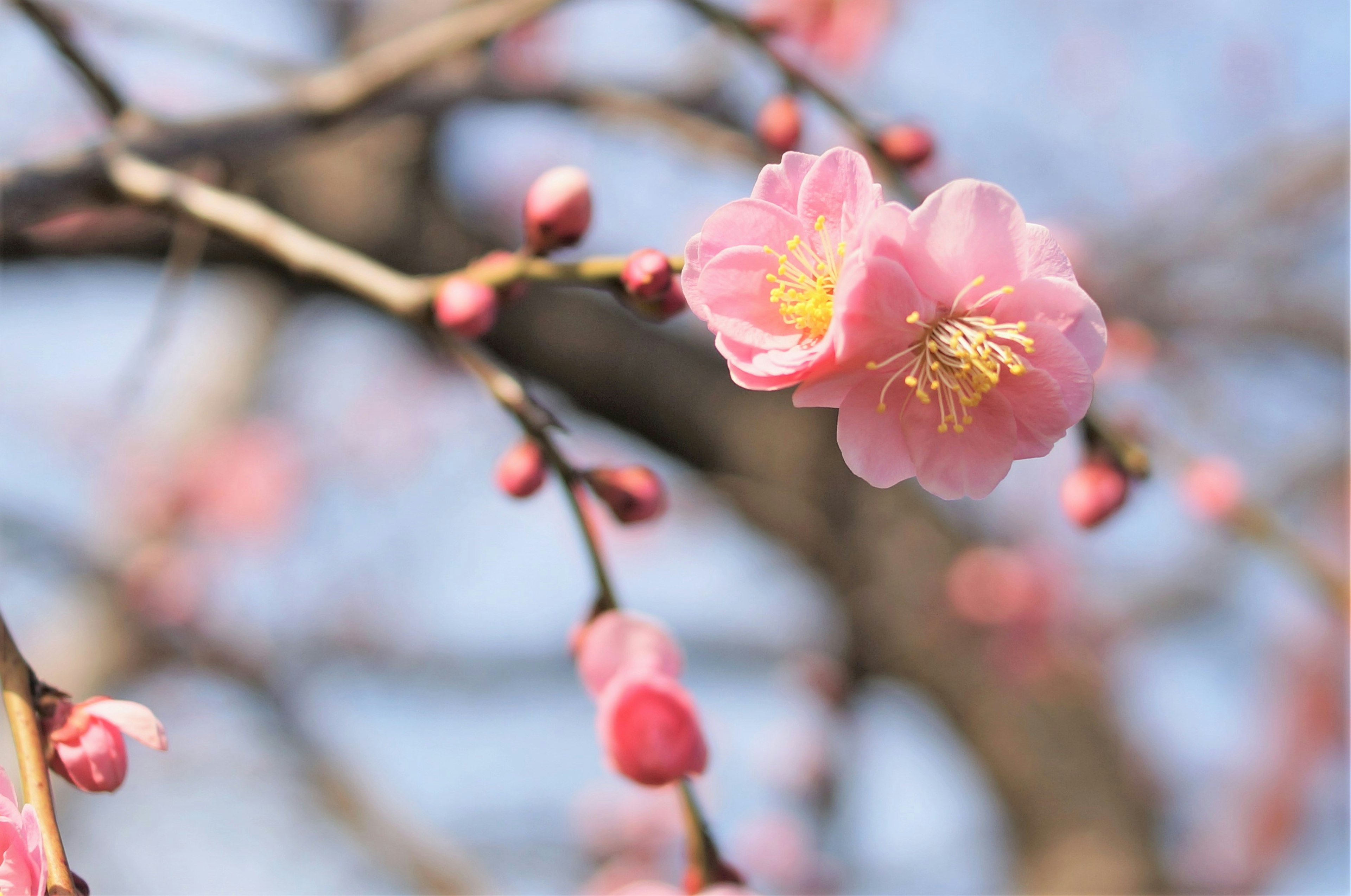 Kedekatan bunga sakura di cabang pohon