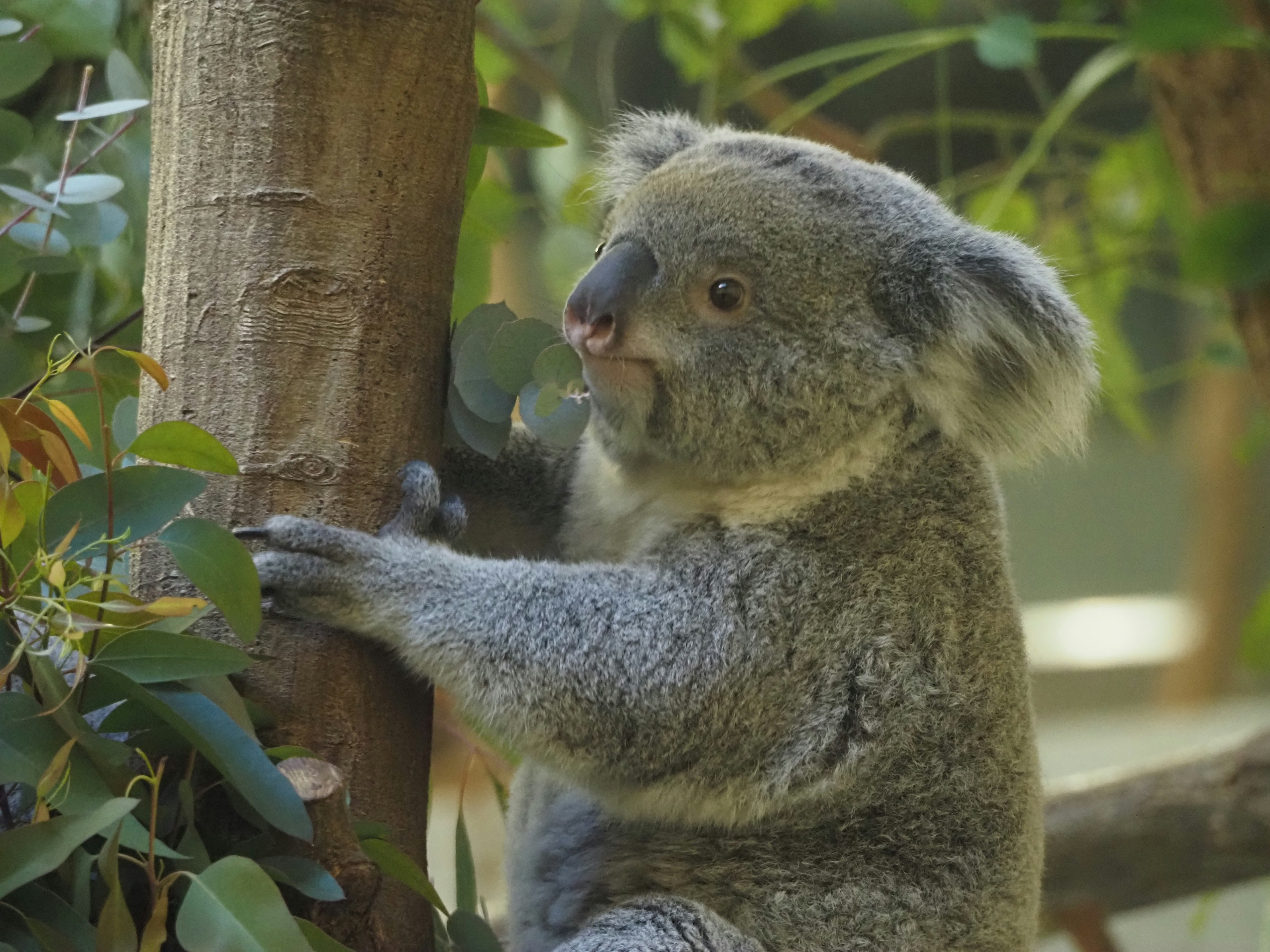 Seekor koala lucu yang berpegang pada batang pohon