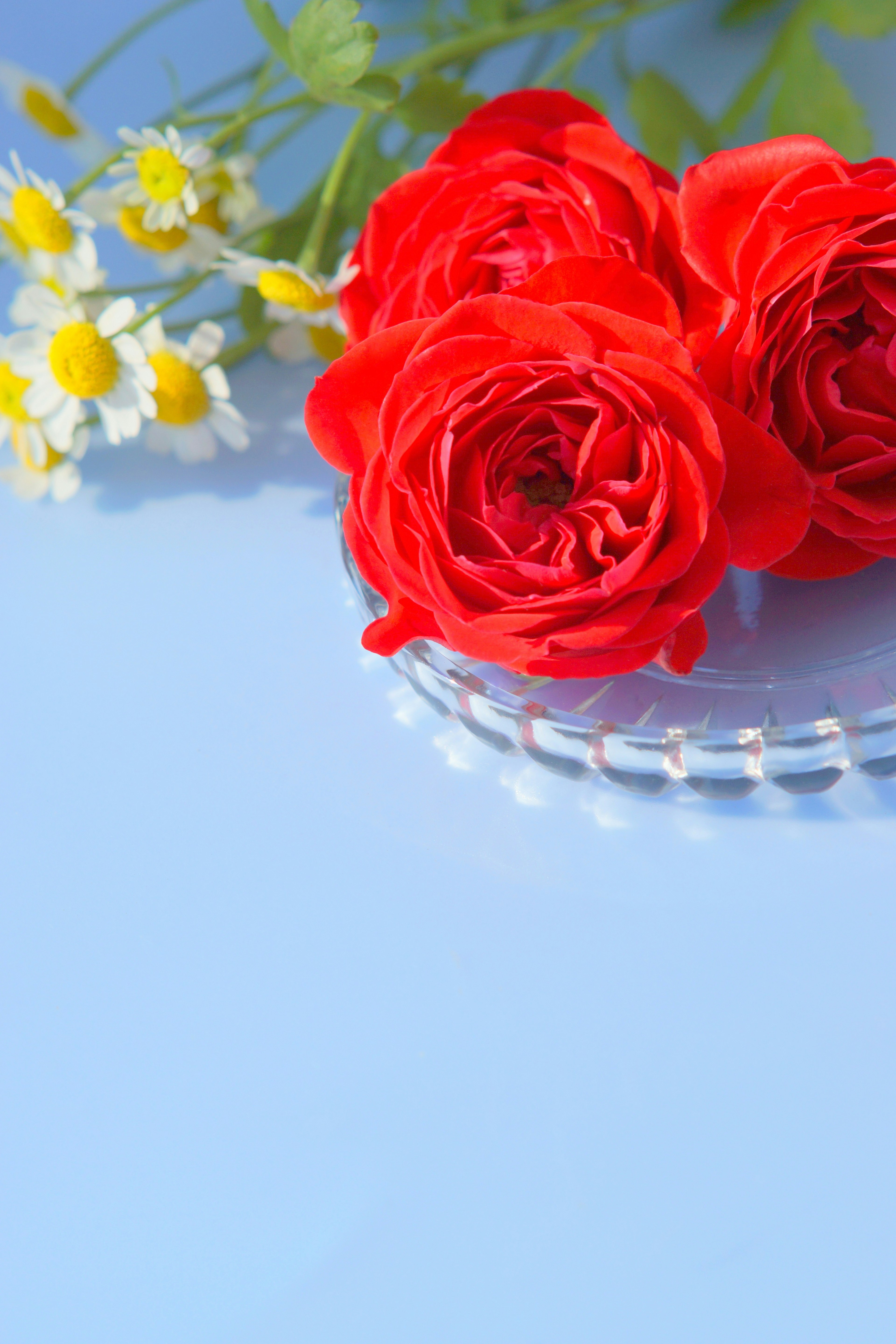 Un semplice e bellissimo arrangiamento di rose rosse e fiori bianchi su uno sfondo blu