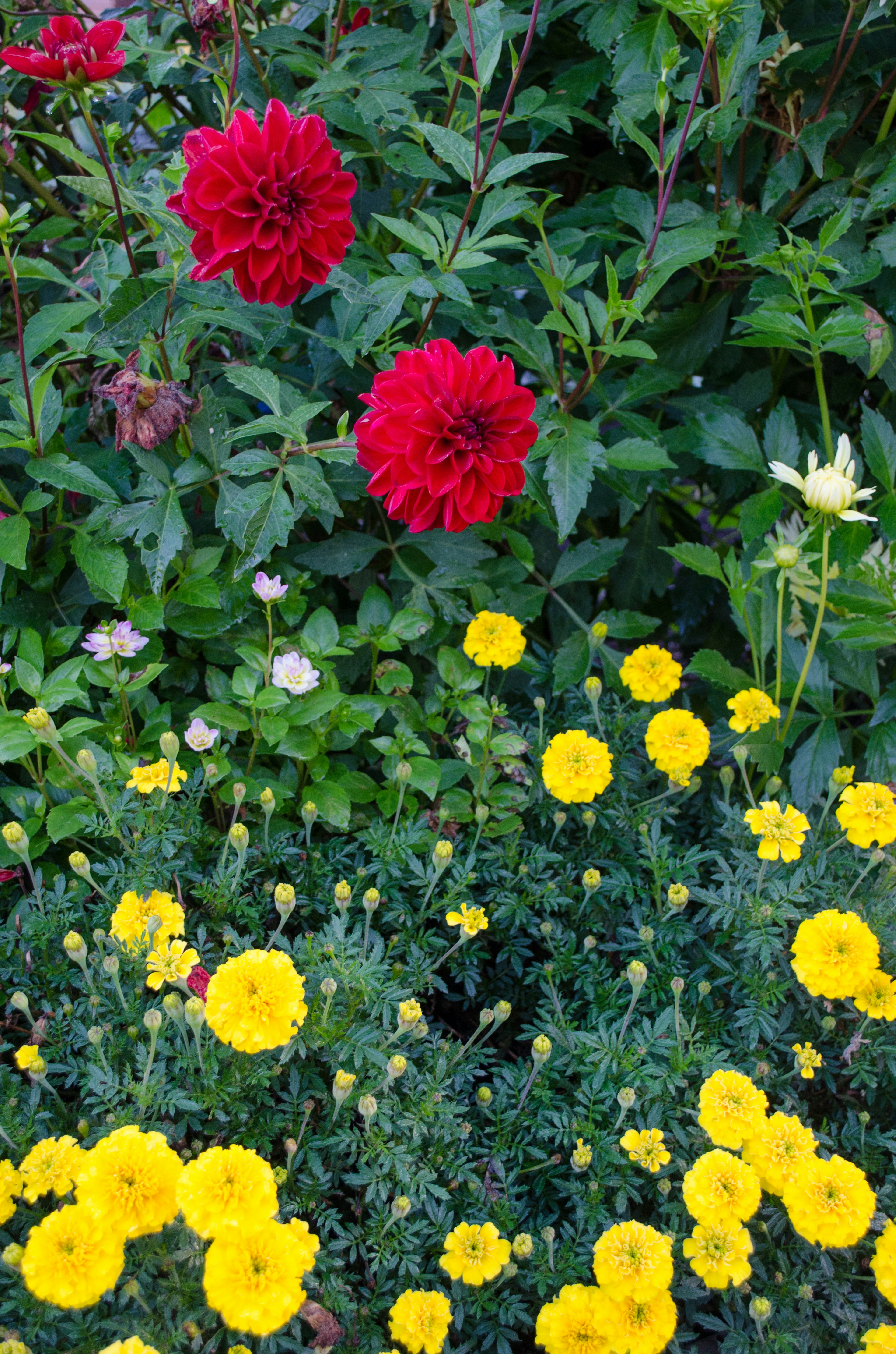 Eine Gartenansicht mit roten Dahlien und gelben Ringelblumen in voller Blüte