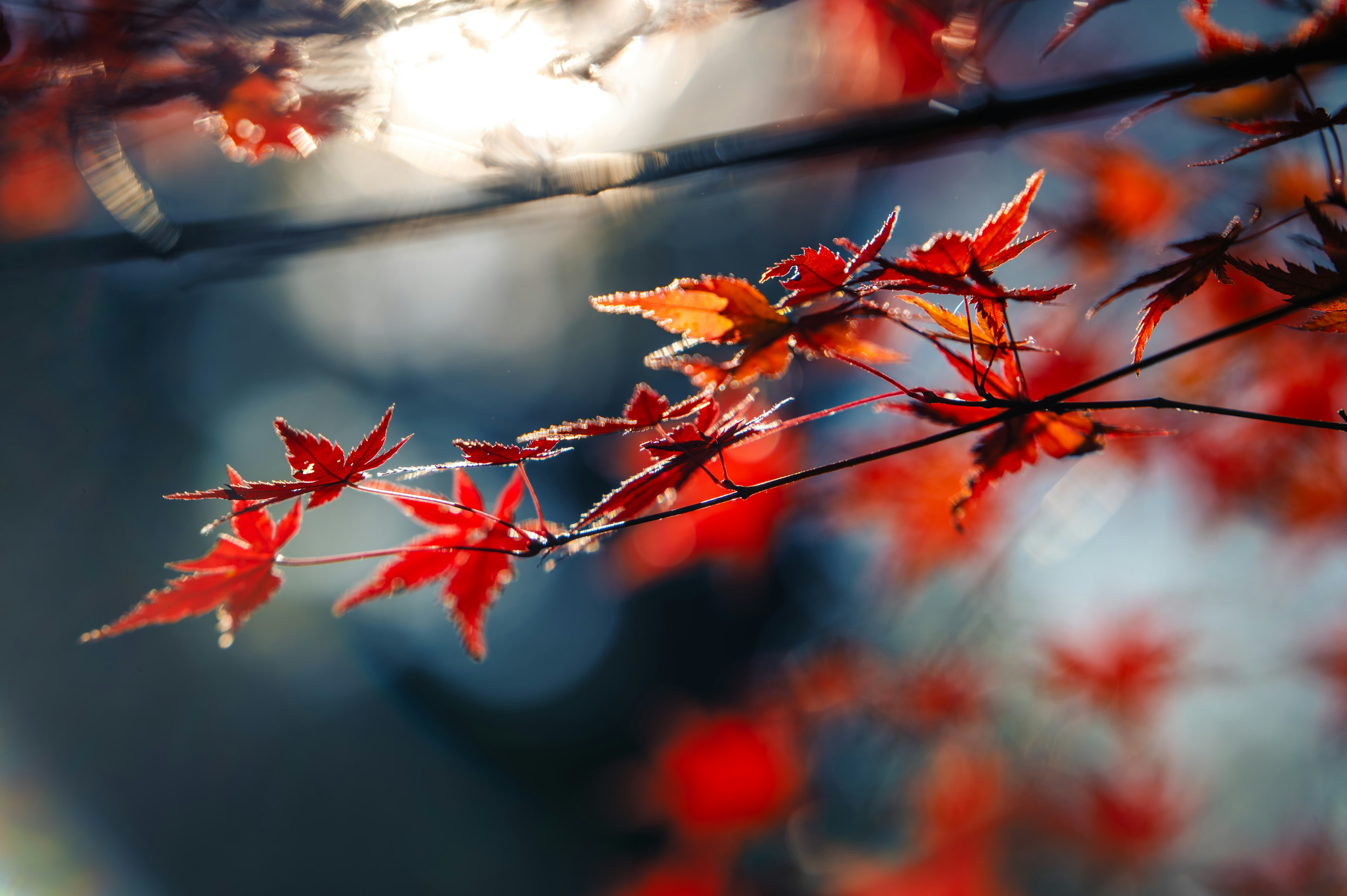 Foglie di acero rosse vibranti che riflettono la luce in una bella scena autunnale