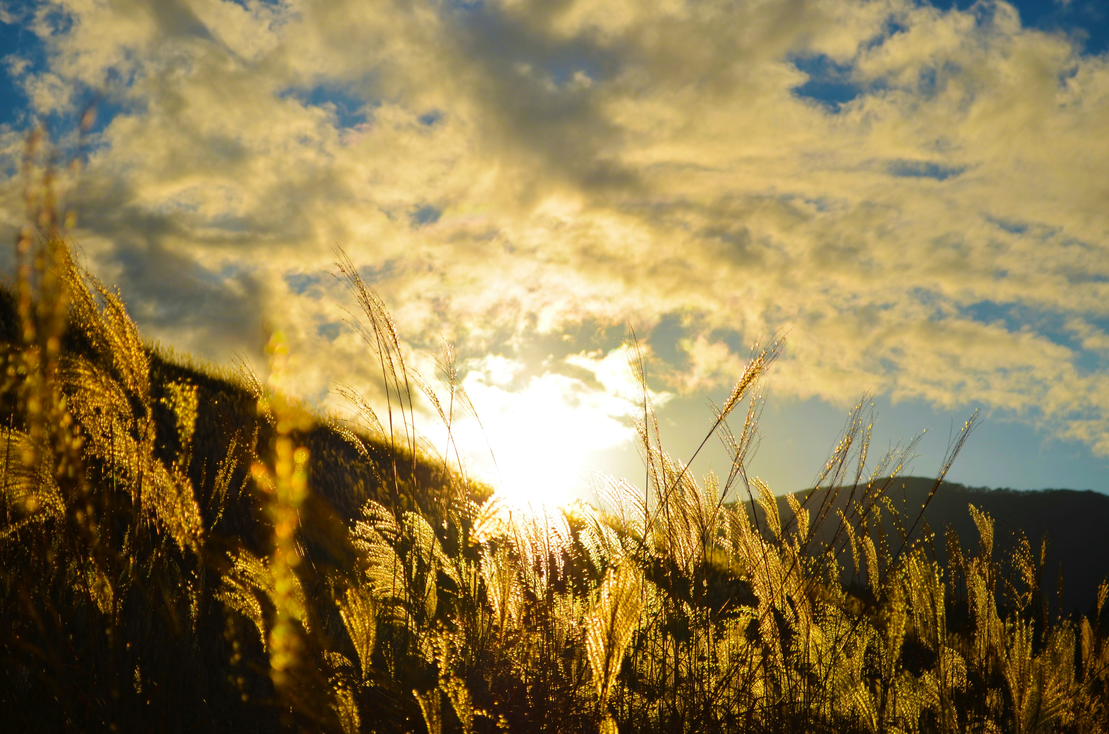 Paisaje de un campo de hierba con luz solar brillando al atardecer